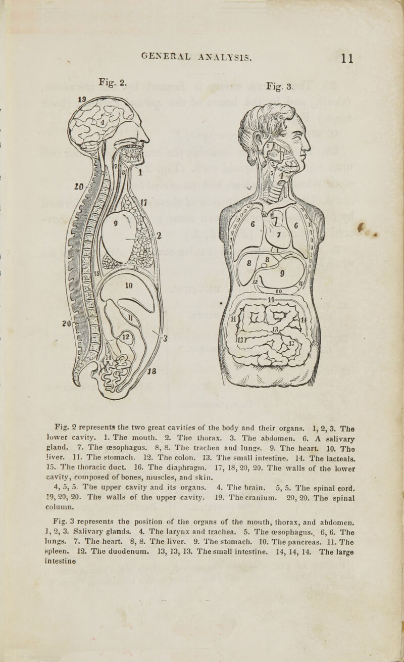1 GENERAL ANALYSIS. 11 Fig. 2. Fig. 3. Fig. 2 represents the two great cavities of the body and their organs. 1, 2, 3. The lower cavity. 1. The mouth. 2. The thorax. 3. The abdomen. 6. A salivary gland. 7. The oesophagus. 8, 8. The trachea and lungs. 9. The heart. 10. Tho liver. 11. The stomach. 12. The colon. 13. The small intestine. 14. The lacteals. 15. The thoracic duct. 16. The diaphragm. 17, 18,20, 20. The walls of the lower cavity, composed of bones, muscles, and skin. 4, 5, 5. The upper cavity and its organs. 4. The brain. 5, 5. The spinal cord. 19,20,20. The walls of the upper cavity. 19. The cranium. 20,20. The spinal column. Fig. 3 represents the position of the organs of the mouth, thorax, and abdomen. 1,2,3. Salivary glands. 4. The larynx and trachea. 5. The esophagus.. 6,6. The lungs. 7. The heart. 8, 8. The liver. 9. The stomach. 10. The pancreas. 11. The spleen. 12. The duodenum. 13, 13, 13. The small intestine. 14,14,14. The large intestine
