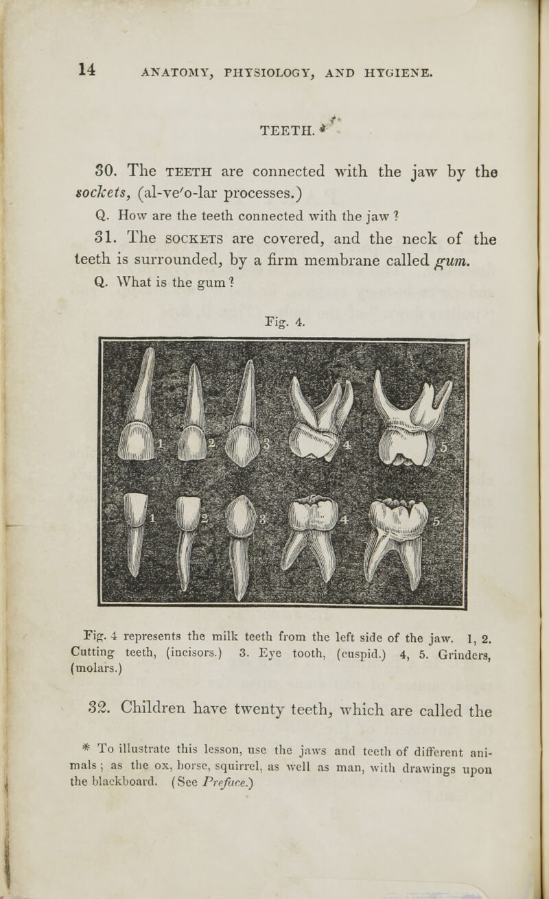 TEETH. * SO. The teeth are connected with the jaw by the sockets, (al-ve'o-lar processes.) Q. How are the teeth connected with the jaw 1 31. The sockets are covered, and the neck of the teeth is surrounded, by a firm membrane called gum. Q. What is the gum ? Fie. 4. Fig. 4 represents the milk teeth from the left side of the jaw. 1, 2. Cutting teeth, (incisors.) 3. Eye tooth, (cuspid.) 4, 5. Grinders, (molars.) 32. Children have twenty teeth, which are called the * To illustrate this lesson, use the jaws and teeth of different ani- mals ; as the ox, horse, squirrel, as well as man, with drawings upon the blackboard. (See Preface.)