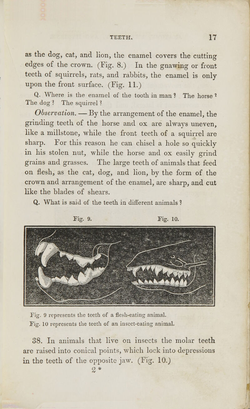 as the dog, cat, and lion, the enamel covers the cutting edges of the crown. (Fig. 8.) In the gnawing or front teeth of squirrels, rats, and rabbits, the enamel is only upon the front surface. (Fig. 11.) Q. Where is the enamel of the tooth in man ? The horse i The dog ? The squirrel ? Observation. —By the arrangement of the enamel, the grinding teeth of the horse and ox are always uneven, like a millstone, while the front teeth of a squirrel are sharp. For this reason he can chisel a hole so quickly in his stolen nut, while the horse and ox easily grind grains and grasses. The large teeth of animals that feed on flesh, as the cat, dog, and lion, by the form of the crown and arrangement of the enamel, are sharp, and cut like the blades of shears. Q. What is said of the teeth in different animals ? Tie. 9. Fig. 10. Fig. 9 represents the teeth of a flesh-eating animal. Fig. 10 represents the teeth of an insect-eating animal. 38. In animals that live on insects the molar teeth are raised into conical points, which lock into depressions in the teeth of the opposite jaw. (Fig. 10.) 2*