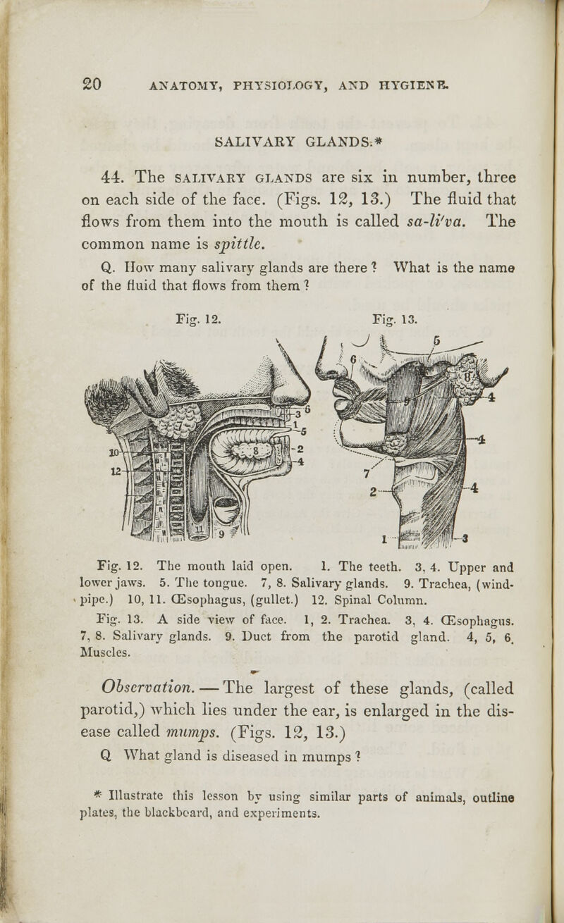 SALIVARY GLANDS.* 44. The salivary glands are six in number, three on each side of the face. (Figs. 12, 13.) The fluid that flows from them into the mouth is called sa-li'va. The common name is spittle. Q. How many salivary glands are there ? What is the name of the fluid that flows from them ? Fig. 12. The mouth laid open. 1. The teeth. 3. 4. Upper and lower jaws. 5. The tongue. 7, 8. Salivary glands. 9. Trachea, (wind- pipe.) 10, 11. (Esophagus, (gullet.) 12. Spinal Column. Fig. 13. A side view of face. 1, 2. Trachea. 3, 4. (Esophagus. 7, 8. Salivary glands. 9. Duct from the parotid gland. 4, 5, 6. Muscles. Observation. — The largest of these glands, (called parotid,) which lies under the ear, is enlarged in the dis- ease called mumps. (Figs. 12, 13.) Q What gland is diseased in mumps ? * Illustrate this lesson by using similar parts of animals, outline plates, the blackboard, and experiments.