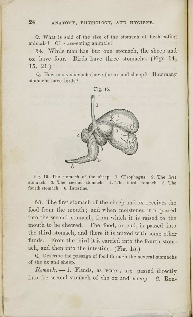 Q. What is said of the size of the stomach of flesh-eating animals 1 Of grass-eating animals 'I 54. While man has but one stomach, the sheep and ox have four. Birds have three stomachs. (Figs. 14, 15, 21.) • Q. How many stomachs have the ox and sheep 1 How many stomachs have birds ? Fig. 15. Fig. 15. The stomach of the sheep. 1. (Esophagus. 2. The first stomach. 3. The second stomach. 4. The third stomach. 5. The fourth stomach. 6. Intestine. 55. The first stomach of the sheep and ox receives the food from the mouth; and when moistened it is passed into the second stomach, from which it is raised to the mouth to be chewed. The food, or cud, is passed into the third stomach, and there it is mixed with some other fluids. From the third it is carried into the fourth stom- ach, and then into the intestine. (Fig. 15.) Q. Describe the passage of food through the several stomachs of the ox and sheep. Remark. — 1. Fluids, as water, are passed directly into the second stomach of the ox and sheep. 2. Ren-