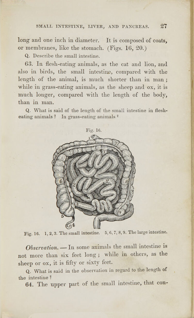 long and one inch, in diameter. It is composed of coats, or membranes, like the stomach. (Figs. 16, 20.) Q. Describe the small intestine. 63. In flesh-eating animals, as the cat and lion, and also in birds, the small intestine, compared with the length of the animal, is much shorter than in man ; while in grass-eating animals, as the sheep and ox, it is much longer, compared with the length of the body, than in man. Q. What is said of the length of the small intestine in flesh- eating animals 1 In grass-eating- animals 'l Fig. 16. Fig. 16. 1, 2, 3. The small intestine. 5, 6, 7, 8, 9. The large intestine. Observation. — In some animals the small intestine is not more than six feet long ; while in others, as the sheep or ox, it is fifty or sixty feet. Q. What is said in the observation in regard to the length of the intestine 1 64. The upper part of the small intestine, that con-