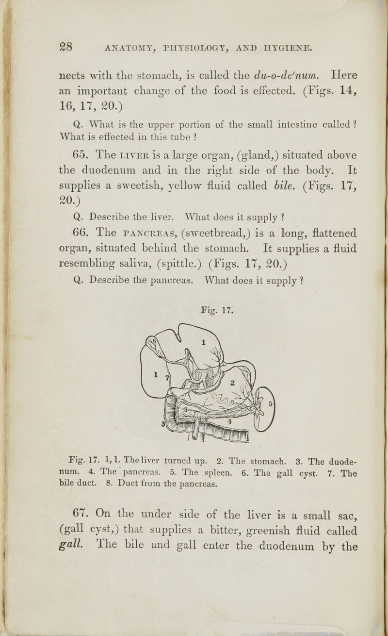 nects with the stomach, is called the du-o-de'num. Here an important change of the food is effected. (Figs. 14, 16, 17, 20.) Q. What is the upper portion of the small intestine called 1 What is effected in this tube'? 65. The liver is a large organ, (gland,) situated above the duodenum and in the right side of the body. It supplies a sweetish, yellow fluid called bile. (Figs. IT, 20.) Q. Describe the liver. What does it supply ? 66. The pancreas, (sweetbread,) is a long, flattened organ, situated behind the stomach. It supplies a fluid resembling saliva, (spittle.) (Figs. 17, 20.) Q. Describe the pancreas. What does it supply ? Fie:. 17. Fig. 17. 1,1. The liver turned up. 2. The stomach. 3. The duode- num. 4. The' pancreas. 5. The spleen. 6. The gall cyst. 7. The bile duct. 8. Duct from the pancreas. 67. On the under side of the liver is a small sac, (gall cyst,) that supplies a bitter, greenish fluid called gall. The bile and gall enter the duodenum by the