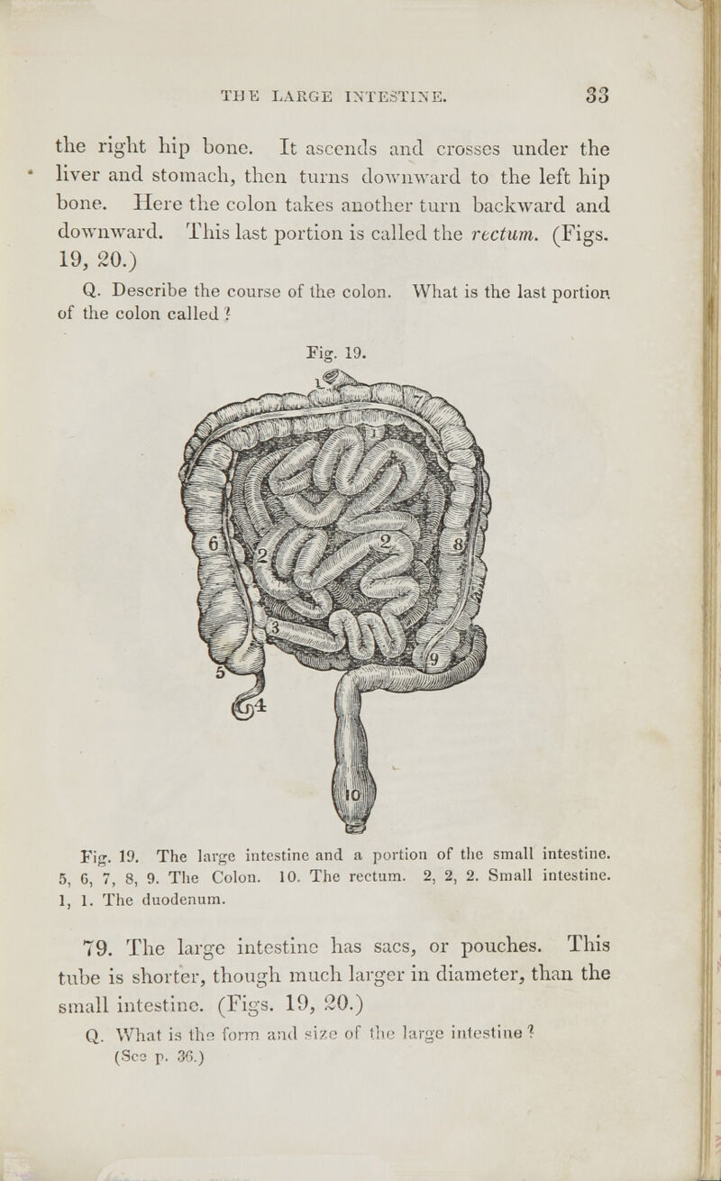 the right hip bone. It ascends and crosses under the liver and stomach, then turns downward to the left hip bone. Here the colon takes another turn backward and downward. This last portion is called the rectum. (Figs. 19, 20.) Q. Describe the course of the colon. What is the last portion of the colon called ? Fig. 19. The large intestine and a portion of the small intestine. 5, G, 7, 8, 9. The Colon. 10. The rectum. 2, 2, 2. Small intestine. 1, 1. The duodenum. 79. The large intestine has sacs, or pouches. This tube is shorter, though much larger in diameter, than the small intestine. (Figs. 19, 20.) Q. What is the form and si/.- of the largo intestine? (Sea x>. 36.)