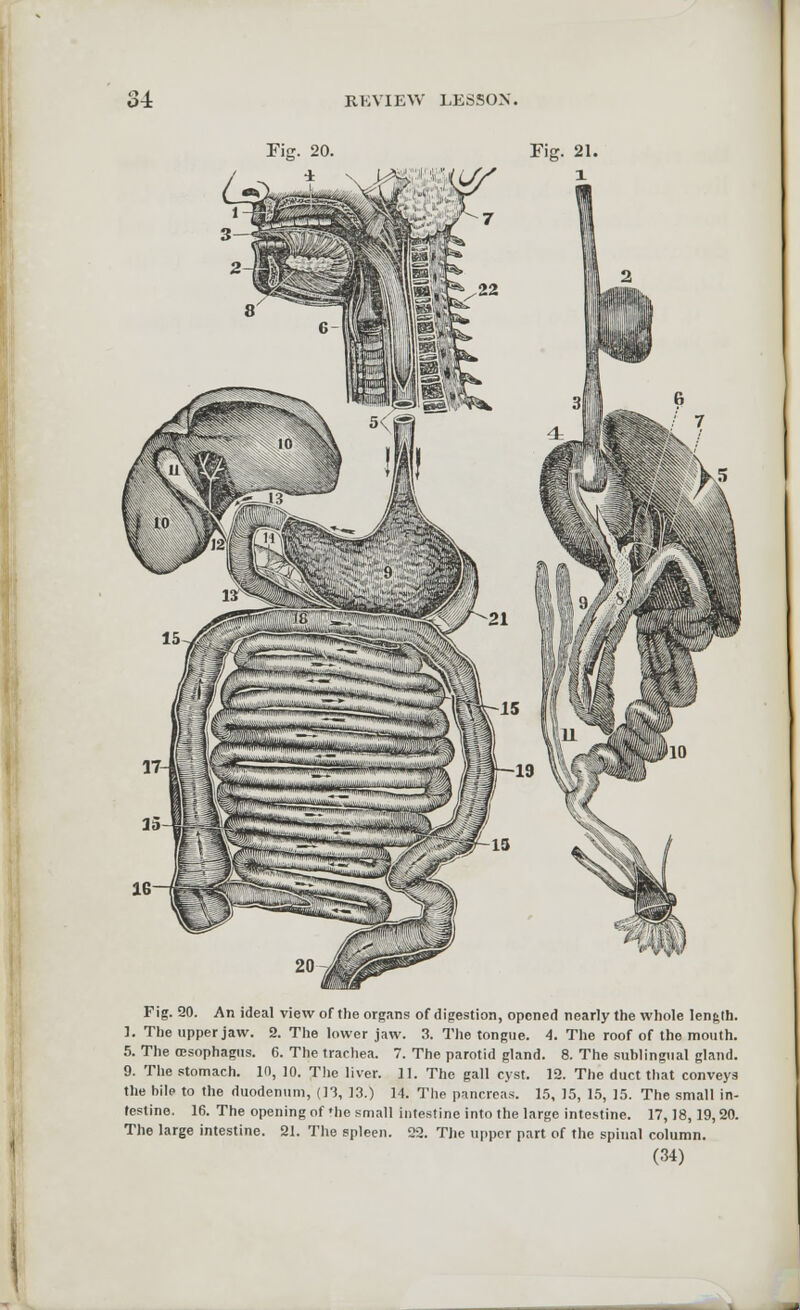 REVIEW LESSON. Fig. 20. Fig. 21. W i Fig. 20. An ideal view of the organs of digestion, opened nearly the whole length. 1. The upper jaw. 2. The lower jaw. 3. The tongue. 4. The roof of the mouth. 5. The oesophagus. 6. The trachea. 7. The parotid gland. 8. The sublingual gland. 9. The stomach. 10, 10. The liver. 11. The gall cyst. 12. The duct that conveys the bile to the duodenum, (13, 13.) 14. The pancreas. 15, 15, 15, 15. The small in- testine. 16. The opening of *he small intestine into the large intestine. 17,18,19,20. The large intestine. 21. The spleen. 22. The upper part of the spinal column.