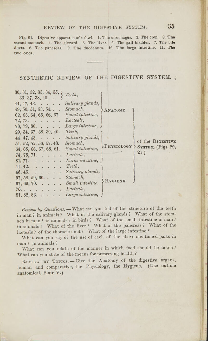 REVIEW OF THE DIGESTIVE SYSTEM. Fig. 21. Digestive apparatus of a fowl. 1. The oesophagus. 2. The crop. 3. The second stomach. 4. The gizzard. 5. The liver. 6. The gall bladder. 7. The bile ducts. 8. The pancreas. 9. The duodenum. 10. The large intestine. 11. The two caeca. SYNTHETIC REVIEW OF THE DIGESTIVE SYSTEM. Teeth, 30, 31, 32, 33, 34, 35, 36, 37, 38, 40. . 44, 47, 43 Salivary glands, 49, 50, 51, 53, 54. . . Stomach, 62, 63, 64, 65, 66, 67. Small intestine, 72, 73 Lacteals, 78, 79, 80 Large intestine, , 29, 34, 37, 38, 39, 40. Teeth, 44, 47, 43 Salivary glands, 51, 52, 55, 56, 57, 48. Stomach, 64, 65, 66, 67, 68, 61. Small intestine, 74, 75, 71 Lacteals, 81, 77 Large intestine, . 41, 42 Teeth, 45, 46 Salivary glands, 57, 58, 59, 60. . . . Stomach, 67,69,70 Small intestine, >Hygienb 76 Lacteals, 81, 82, 83 Large intestine, ) 'Anatomy 1 > Physiology of the Digestive System. (Figs. 20, 21.) Review by Questions. — What can you tell of the structure of the teeth in man ? in animals ? What of the salivary glands ? What of the stom- ach in man ? in animals ? in birds ? What of the small intestine in man ? in animals ? What of the liver ? What of the pancreas ? What of the lacteals ? of the thoracic duct ? What of the large intestine ? What can you say of the use of each of the above-mentioned parts in man ? in animals ? What can you relate of the manner in which food should be taken ? What can you state of the means for preserving health ? Review by Topics. —Give the Anatomy of the digestive organs, human and comparative, the Physiology, the Hygiene. (Use outline anatomical, Plate V.)