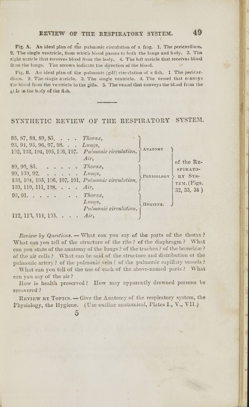Fig. A. An ideal plan of the pulmonic circulation of a frog. 1. The pericardium. 2. The single ventricle, from which blood passes to both the lungs and body. 3. The ripht auricle that receives blood from the body. 4. The left auricle that receiver blood fr in the lungs. The arrows indicate the direction of ihe blood. Pig. IJ. An ideal plan of the pulmonic (gill) circulation of a fish. 1 The pericar- dium. 2. The single auricle. 3. The single ventricle. 4. The vessel that conveys tuc blood from the ventricle to the gills. 5. The vessel that conveys the blood from the ^i.ls ;o the bjiiy of the fiih. SYNTHETIC REVIEW OF THE RESPIRATORY SYSTEM. 86, 87, 88, S3, 85. . . . Thorax, 93, 91, 95, 96, 97| 98. . . Lungs, 102, 103, 104, 105,106, 107. Pulmonic circulation, Air, 89, 90, 85 Thorax, 99,100,92 Lungs, 103, 104, 105, 106. 107, 101. Pulmonic circulation, 109, 110, 111, 108. . . . Air, 90, 91 Thorax, ) Lf/S> . Utc.kns Pulmonic circulation, 112, 113, 114, 103. . . . Air, of the Re- SPIKATO- Fiiysiolooy J> itY Sys- tem. (Figs. 32, 33, 34 ) Review by Questions. — What can you say of the parts of the thorax ? What canyon tell of the structure of the ribs? of the diaphragm ? What can you state of the anatomy of the lungs ? of the. trachea ? of the bronchia? ? of the air cells ? What can be said of the structure and distribution ot the pulmonic artery ? of the pulmonic vein : of the pulmonic capillary vessels ? What can you tell of the use of each of the above-named parts ? What can you say of the air ? How is health preserved ? How may apparently drowned persons bo recovered ? Review by Tones. — Give the Anatomy of the respiratory system, the Physiology, the Hygiene. (Use outline anatomical, Plates I., V., VII.)