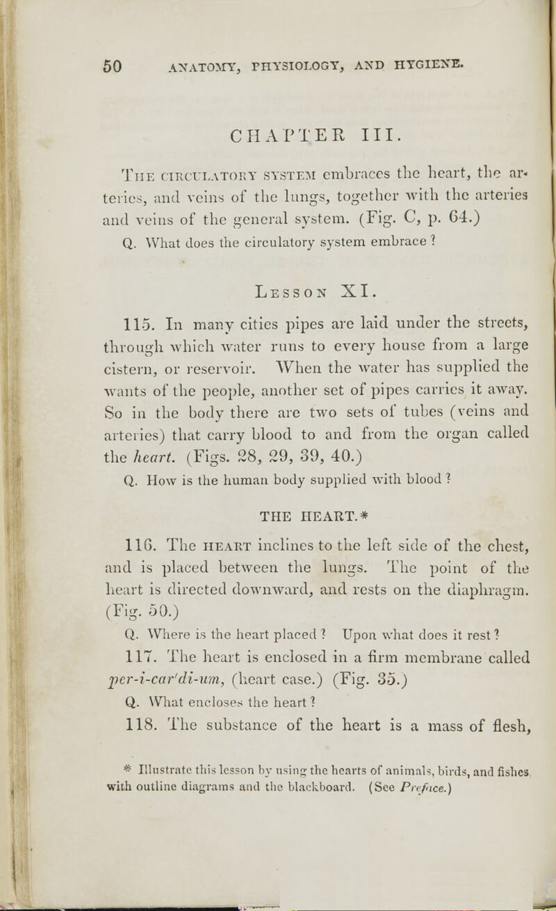 CHAPTER III. The circulatory system embraces the heart, the ar« teries, and veins of the lungs, together with the arteries and veins of the general system. (Fig. C, p. 64.) Q. What does the circulatory system embrace 1 Lesson XI. 115. In many cities pipes are laid under the streets, through which water runs to every house from a large cistern, or reservoir. When the water has supplied the wants of the people, another set of pipes carries it away. So in the body there are two sets of tubes (veins and arteries) that carry blood to and from the organ called the heart. (Figs. 28, 29, 39, 40.) Q. How is the human body supplied with blood ? THE HEART.* 116. The heart inclines to the left side of the chest, and is placed between the lungs. The point of the heart is directed downward, and rests on the diaphragm. (Fig. 50.) Q. Where is the heart placed 1 Upon what does it rest ?• 117. The heart is enclosed in a firm membrane called per-i-car'di-um, (heart case.) (Fig. 35.) Q. What encloses the heart 1 118. The substance of the heart is a mass of flesh, * Illustrate this lesson by usinjj the hearts of animals, birds, and fishes with outline diagrams and the blackboard. (Sec Preface.)