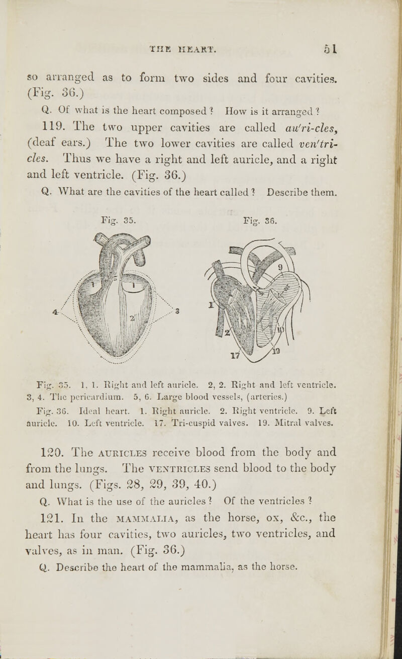 so arranged as to form two sides and four cavities. (Fig. 36.) Q. Of what is the heart composed 1 How is it arranged'? 119. The two upper cavities are called au'ri-cles, (deaf ears.) The two lower cavities are called vcn'tri- cles. Thus we have a right and left auricle, and a right and left ventricle. (Fig. 36.) Q. What are the cavities of the heart called 1 Describe them. Fig. 36. *m#? Fig. .0.). 1.1. Right and left auricle. 2, 2. Right and left ventricle. 3, 4. The pericardium. 5, G. Large hlood vessels, (arteries.) Fig. 36. Ideal heart. 1. Right auricle. 2. Right ventricle. 9. Left auricle. 10. Left ventricle. 17. Tri-cuspid valves. 19. Mitral valves. 120. The auricles receive blood from the body and from the lungs. The ventricles send blood to the body and lungs. (Figs. 28, 29, 39, 40.) Q. What is the use of the auricles'? Of the ventricles ? 121. In the mammalia, as the horse, ox, &c, the heart has four cavities, two auricles, t\vo ventricles, and valves, as in man. (Fig. 36.) Q. Describe the heart of the mammalia, as the horse.