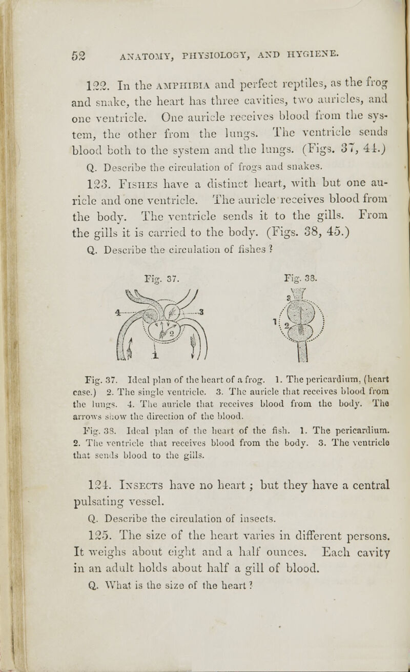 122. In the amphibia and perfect reptiles, as the frog and snake, the heart has three cavities, two auricles, and one ventricle. One auricle receives blood from the sys- tem, the other from the lungs. The ventricle sends blood both to the system and the lungs. (Figs. 37, 41.) Q. Describe the circulation of frogs and snakes. 123. Fishes have a distinct heart, with but one au- ricle and one ventricle. The auricle receives blood from the body. The ventricle sends it to the gills. From the gills it is carried to the body. (Figs. 38, 45.) Q. Describe the circulation of fishes? Fig. 37. Fig. 33. v r s. Fig. 37. Ideal plan of the heart of a frog. 1. The pericardium, (heart case.) 2. The single ventricle. 3. The auricle that receives blood from the lungs. 4. The auricle that receives blood from the body. Tho arrows show the direction of the blood. Fig. 33. Ideal plan of the heart of the fish. 1. The pericardium. 2. The ventricle that receives blood from the body. 3. The ventricle that sends blood to the gills. 121. Insects have no heart; but they have a central pulsating vessel. Q. Describe the circulation of insects. 125. The size of the heart varies in different persons. It weighs about eight and a half ounces. Each cavity in an adult holds about half a gill of blood. Q. What is the size of the heart ?