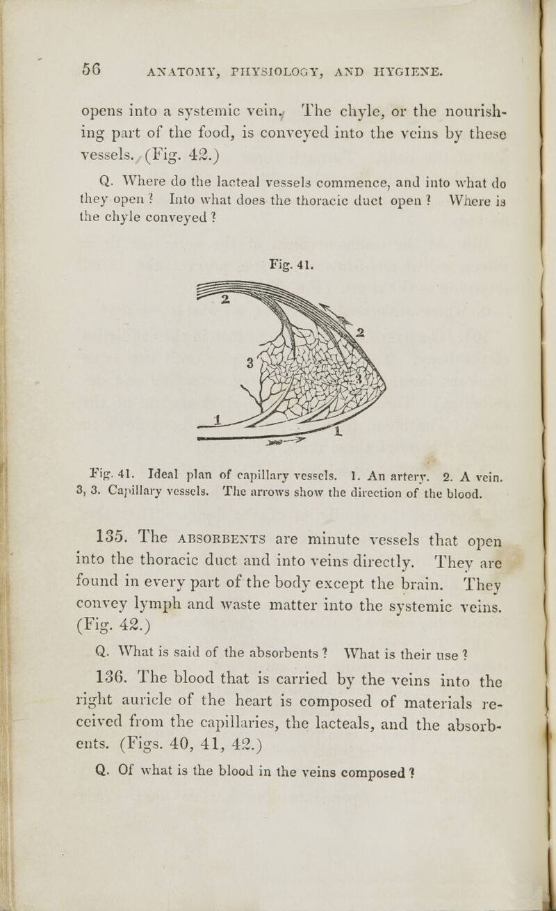 opens into a systemic veinj The chyle, or the nourish- ing part of the food, is conveyed into the veins by these vessels. (Fig. 42.) Q. Where do the lacteal vessels commence, and into what do they open 1 Into what does the thoracic duct open ? Where is the chyle conveyed ? Fig. 41. Fig. 41. Ideal plan of capillary vessels. 1. An artery. 2. A vein. 3, 3. Capillary vessels. The arrows show the direction of the blood. 135. The absorbents are minute vessels that open into the thoracic duct and into veins directly. They are found in every part of the body except the brain. They convey lymph and waste matter into the systemic veins. (Fig. 42.) Q. What is said of the absorbents ? What is their use 1 136. The blood that is carried by the veins into the right auricle of the heart is composed of materials re- ceived from the capillaries, the lacteals, and the absorb- ents. (Figs. 40, 41, 42.) Q. Of what is the blood in the veins composed ?