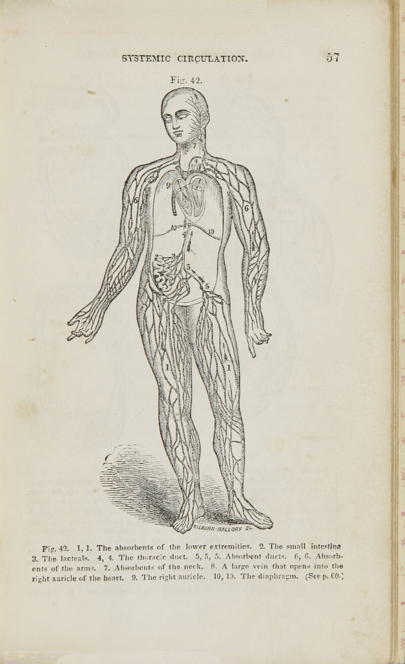 Fipr. 42. Fijr. 4=2. 1 1. The absorbents of the lower extremities. 2. The small intestine 3. The lacteals. 4, 4. The thoracic duct. 5,5, 5. Absorbent ducts. 0, fi. Absorb- ents of the arms. 7. Absorbent- of the neck. 8. A large vein that opens into the right auricle of the heart. 9. The right auricle. 10,10. The diaphragm. (Seep. CO.;