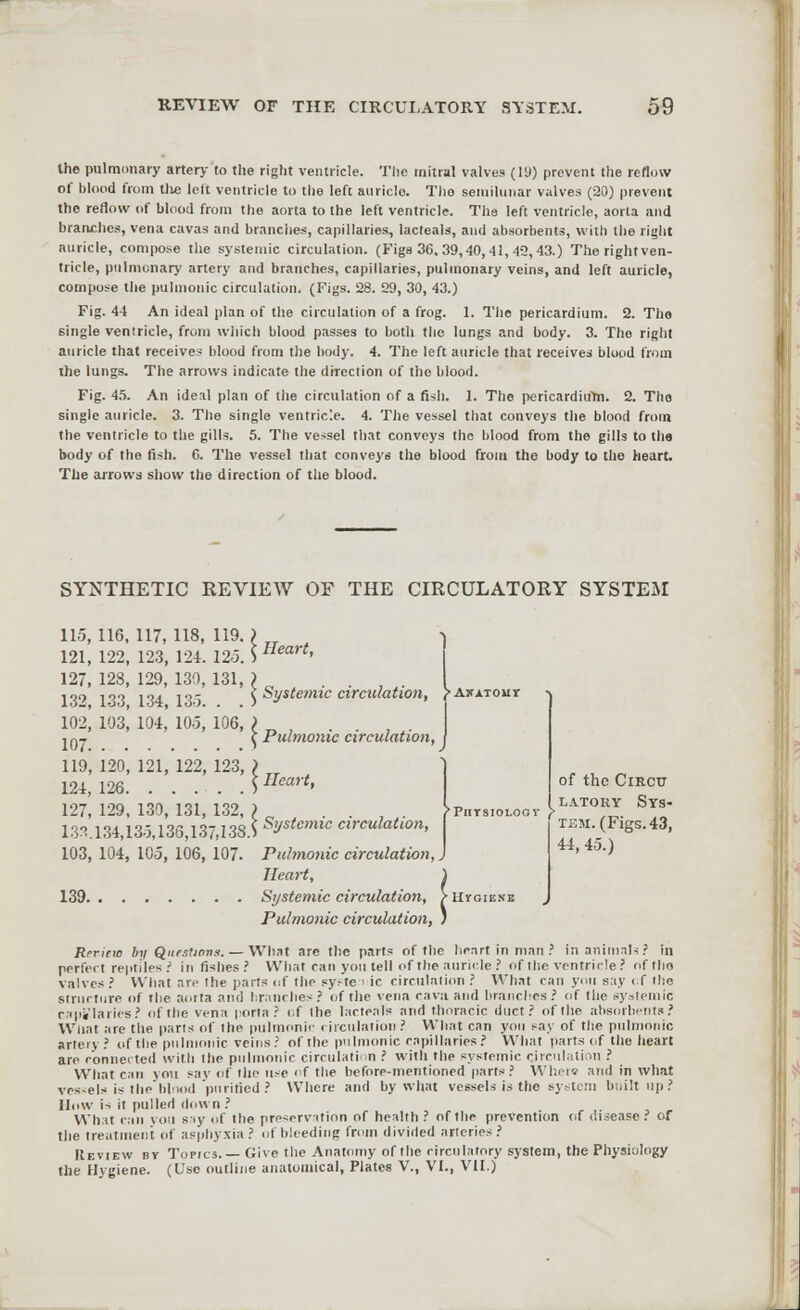 the pulmonary artery to the right ventricle. The mitral valves (19) prevent the reflow of blood from the left ventricle to the left auricle. Tho semilunar valves (20) prevent the reflow of blood from the aorta to the left ventricle. The left ventricle, aorta and branches, vena cavas and branches, capillaries, lacteals, and absorbents, with the right auricle, compose the systemic circulation. (Figs 36. 39,40,41,49,43.) Therightven- tricle, pulmonary artery and branches, capillaries, pulmonary veins, and left auricle, compose the pulmonic circulation. (Figs. 28. 29, 30, 43.) Fig. 44 An ideal plan of the circulation of a frog. 1. The pericardium. 2. The 6ingle ventricle, from which blood passes to both tho lungs and body. 3. The right auricle that receives blood from the body. 4. The left auricle that receives blood from the lungs. The arrows indicate the direction of the blood. Fig. 45. An ideal plan of the circulation of a fish. 1. The pericardium. 2. The single auricle. 3. The single ventricle. 4. The vessel that conveys the blood from the ventricle to the gills. 5. The vessel that conveys the blood from the gills to the body of the fish. C. The vessel that conveys the blood from the body to the heart. The arrows show the direction of the blood. SYNTHETIC REVIEW OF THE CIRCULATORY SYSTEM 115, 121, 127, 132, 102, 107. 119, 124, 127, 133. 103, 116, 117, 118, 119. ? 122, 123, 124. 12-5. ) Heart> 128, 129, 130, 131, I l°° 134 135 < Systemic circulation, 103, 104. 105, 106, I ^ Pulmonic circulation, 120, 121, 122, 123, ) 126 S IIeart> 129, 130, 131, 132, I „ I *u 13 13f 137 7 3S S Systemic circulation, 134 104, 105, 106, 107. 'Phtsioloov J> of the Circu LA.TOUY Sys- tem. (Figs. 43, 44, 45.) 139. Puhnonic circulation,, Heart, ) Systemic circulation, / Uvoiene Pulmonic circulation, ) Rrricw by Questions. — What are the parts of the heart in man ? in animals? in perfect reptiles.' in fishes? What can you tell of the auricle? of the ventricle? of tho valves ? What r,rv the parts of tho sy-te < ic circulation ? What can you say of 'lie structure of the aorta ami branches? of the vena cava and branches? of the systemic capi'Iaries? of the vena porta? of the lacteals and thoracic duct? of the absorbents? What are the parts of the pulmonic circulation ? What can yon say of the pulmonic artery? of the pulmonic veins ? of the pulmonic capillaries? What parts of the heart are connected with the pulmonic circulation ? with the systemic circulation ? What can you say of the use of the before-mentioned parts? Where anil in what vessels is the blood purified ? Where and by what vessels is the system built up? How is it pulled down ? Whit can votl say of the preservation of health ? of the prevention of disease ? of the treatment of asphyxia? of bleeding from divided arteries? Review by Topic-3. Give the Anatomy of the circulatory system, the Physiology the Hygiene. (Use outline anatomical, Plates V., VI., VII.)