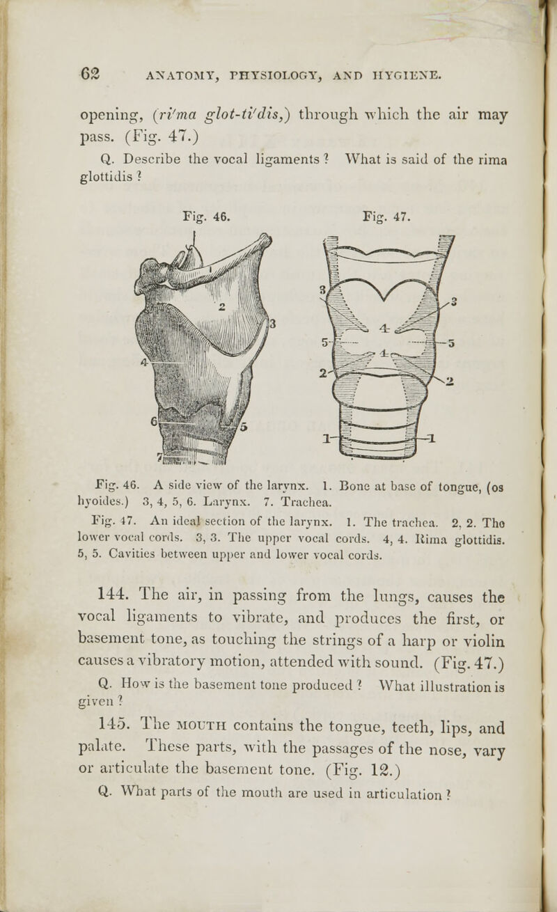 opening, (ri'ma glot-ti'dis,) through which the air may pass. (Fig. 47.) Q. Describe the vocal ligaments 1 What is said of the rima glottidis ? Fig. 46. Fig. 47. Fig. 46. A side view of die larynx. 1. Bone at base of tongue, (os hyoides.) 3, 4, 5, 6. Larynx. 7. Trachea. Fig. 47. An ideal section of the larynx. 1. The trachea. 2. 2. Tho lower vocal cords. 3, 3. The upper vocal cords. 4, 4. Rima glottidis. 5, 5. Cavities between upper and lower vocal cords. 144. The air, in passing from the lungs, causes the vocal ligaments to vibrate, and produces the first, or basement tone, as touching the strings of a harp or violin causes a vibratory motion, attended with sound. (Fig. 47.) Q. How is the basement tone produced ? What illustration is given ? 145. The mouth contains the tongue, teeth, lips, and palate. These parts, with the passages of the nose, vary or articulate the basement tone. (Fig. 12.) Q. What parts of the mouth are used in articulation ?• I