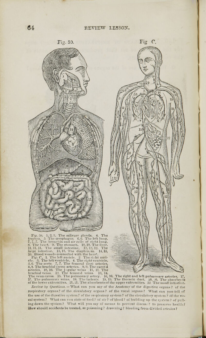 H. The hear 11.11.11. 1 large intcst 10. Blood vessels connected with tl Fig. C. 1. Tlic left auricle. 2 Tin- ii lit nuri- cle. 3. The left ventricle. 4. The right ventricle. 5.6. The aorta. 7,7. The femoral (let?) arteries. 8,8. The brachial (arm) arteries. ». 9. The carotid arteries. 10, 10. The jugular veins II, 11. The 13, 14. ^^^P nonary artery. 10,1(5. The riplit and left pulmonnrv arteries. 17, The lacteals. Ii>, 19. The thoracic duet. 20, 0. The at brachiul veins. 12. 1 tie femoral The vena eavas. 15. The pnlti 17. The pulmonary veins. 18. The lacteals. 19,19. The thoracic duct. 20, 10. The absorber t» of the lower extremities. 21, 21. The absorbents of the tipper extremities. 22 The small intcstin Review by Questions. — What can you say of the Anatomy of the digestive organs ? of the respiratory organs? of the circulatory organs? of the vocal organs? What can yon tell of the use of the digestive system? of the respiratory system ? of the circulatory system ? AT the vo- cal system? What can yon state of food ? of air? of blood? of building up the system? of pull- ing down the system ? What will you say of means to prevent discus-? to preserve health J How should accident* he treated, as poisoning ? drowning ? bleeding from divided arteries ?