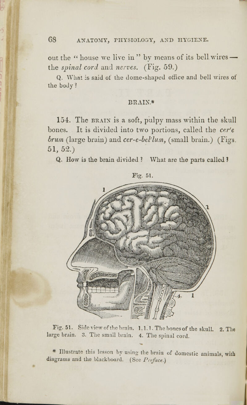 out the  house we live in  by means of its bell wires — the spinal cord and nerves. (Fig. 59.) Q. What is said of the dome-shaped office and bell wires of the body ? BRAIN* 154:. The brain is a soft, pulpy mass within the skull bones. It is divided into two portions, called the cr.r'e brum (large brain) and ccr-e-bel'lam, (small brain.) (Figs, 51, 52.) Q. How is the brain divided 1 What are the parts called ? Fig. 51. Fig. 51. Side view of trie brain* 1,1.1. The bones of the skull. 2. The large brain. 3. The small brain. 4. The spinal cord. * Illustrate this lesson by using the brain of domestic animals, with diagrams and the blackboard. (Sec Preface.)