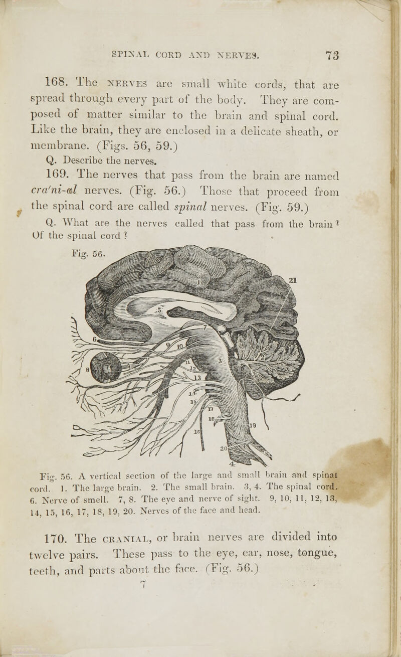 1G8. The nerves are small white cords, that are spread through every part of the body. They are com- posed of matter similar to the brain and spinal cord. Like the brain, they are enclosed in a delicate sheath, or membrane. (Figs. 56, 59.) Q. Describe the nerves. 169. The nerves that pass from the brain arc named cra'ni-al nerves. (Fig. 56.) Those that proceed from the spinal cord are called spinal nerves. (Fig. 59.) Q. What are the nerves called that pass from the brain ' Of the spinal cord ? Fif. 56. A vertical section of the large and small brain and spinal cord. 1. The large brain. 2. The small brain. 3,4. The spinal cord. 6. Nerve of smell. 7, 8. The eye and nerve of sight. 9, 10, 11, 12, 13, 14, 15, 16, 17, 18, 19, 20. Nerves of the face and head. 170. The cranial, or brain nerves are divided into twelve pairs. These pass to the eye, ear, nose, tongue, teeth, and parts about the face. (Fig. 56.)