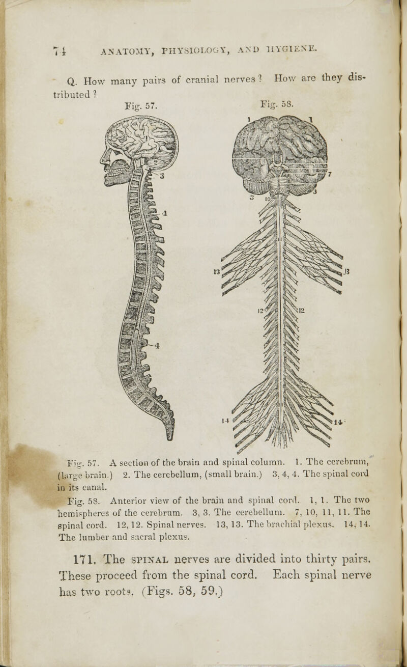 Q. How many pairs of cranial nerves1 How are they dis- tributed 1 Fig. 57. Fig- 58. Fig. 57. A section of the brain and spinal column. 1. The cerebrum, (large brain.) 2. The cerebellum, (small brain.) 3, 4, 4. The spinal cord in its canal. Fig. 58. Anterior view of the brain and spinal cord. 1,1. The two hemispheres of the cerebrum. 3, 3. The cerebellum. 7, 10, 11, 11. The spinal cord. 12,12. Spinal nerves. 13, 13. The brachial plexus. 14.14. The lumber and sacral plexus. 171. The spinal nerves are divided into thirty pairs. These proceed from the spinal cord. Each spinal nerve has two root?. (Figs. 58, 59.)