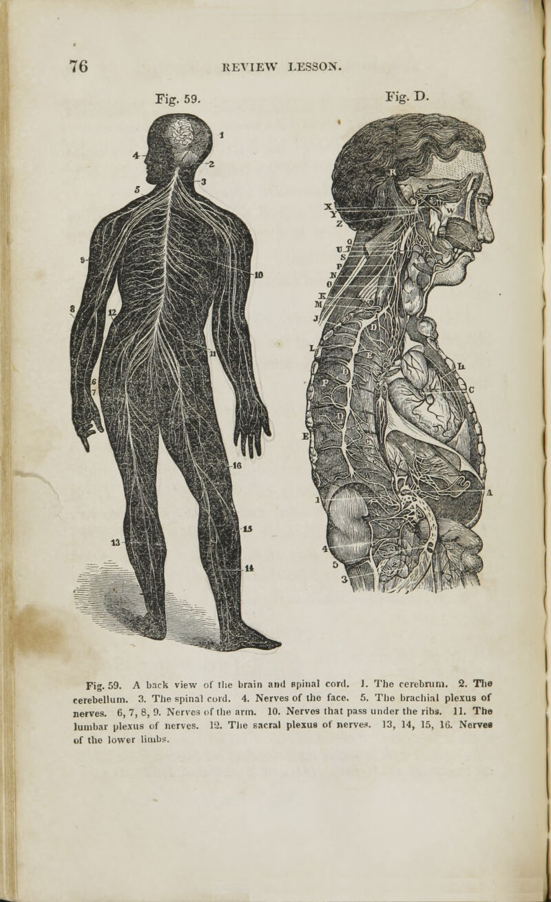 cerebellum. 3. The spinal cord. 4. Nerves of the face. 5. The brachial plexus of nerves. 6, 7, 8, 9. Nerves of the arm. 10. Nervos that pass under the ribs. 11. The lumbar plexus of nerves. 12. The sacral plexus of nerves. 13, 14, 15, 16. Nerve« of the lower limbs.