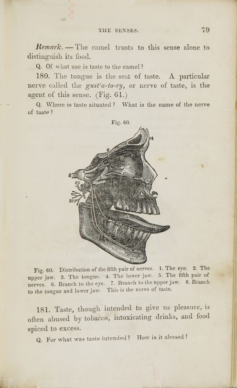 THE SENSES. tV Hem-ark. — The camel trusts to this sense alone to distinguish its food. Q. Of what use is taste to the camel? 180. The tongue is the seat of taste. A particular nerve called the gust'a-to-ry, or nerve of taste, is the agent of this sense. (Fig. 61.) Q. Where is taste situated ? What is the name of the nerve of taste? Fisr. 60. Fig. 60. Distribution of the fifth pair of nerves. 1. The eye. 2. The upper jaw. 3. The tongue. 4. The lower jaw. 5. The fifth pair of nerves. 6. Branch to the eye. 7. Branch to the upper jaw. 8. Branch to the tongue and lower jaw. This is the nerve of taste. 181. Taste, though intended to give us pleasure, is often abused by tobacco, intoxicating drinks, and food spiced to excess. Q. For what was taste intended 1 How is it abused 1