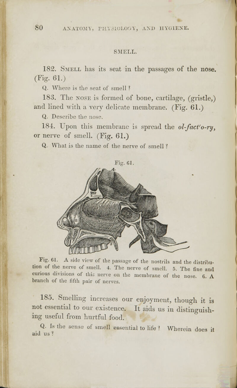 SMELL. 182. Smell has its seat in the passages of the nose. (Fig. 61.) Q. Where is the seat of smell ? 183. The nose is formed of bone, cartilage, (gristle,) and lined with a very delicate membrane. (Fig. 61.) Q. Describe the nose. 184. Upon this membrane is spread the ol-fact'o-ry, or nerve of smell. (Fig. 61.) Q. What is the name of the nerve of smell ? Fig. 61. Fig. 61. A side view of the passage of the nostrils and the distribu- tion of the nerve of smell. 4. The nerve of smell. 5. The fine and curious divisions of this nerve on the membrane of the nose. 6. A branch of the fifth pair of nerves. 185. Smelling increases our enjoyment, though it is not essential to our existence. It aids us in distinguish- ing useful from hurtful food. Q. Is the sense of smell essential to life ? Wherein does it aid us1