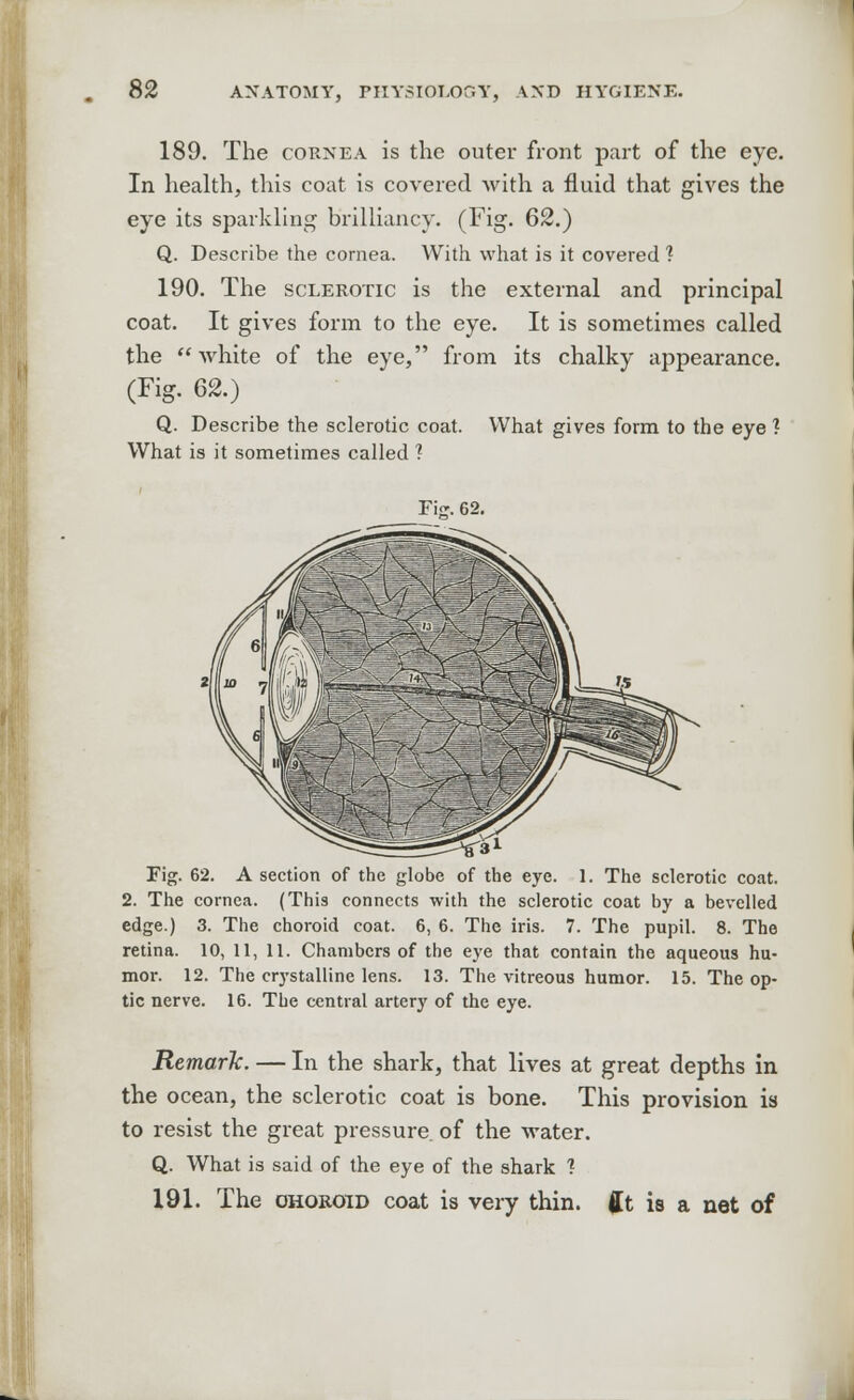 189. The cornea is the outer front part of the eye. In health, this coat is covered with a fluid that gives the eye its sparkling brilliancy. (Fig. 62.) Q. Describe the cornea. With what is it covered 1 190. The sclerotic is the external and principal coat. It gives form to the eye. It is sometimes called the white of the eye, from its chalky appearance. (Fig. 62.) Q. Describe the sclerotic coat. What gives form to the eye ? What is it sometimes called ? Fijr. 62. Fig. 62. A section of the globe of the eye. 1. The sclerotic coat. 2. The cornea. (This connects with the sclerotic coat by a bevelled edge.) 3. The choroid coat. 6, 6. The iris. 7. The pupil. 8. The retina. 10, 11, 11. Chambers of the eye that contain the aqueous hu- mor. 12. The crystalline lens. 13. The vitreous humor. 15. The op- tic nerve. 16. The central artery of the eye. Remark. — In the shark, that lives at great depths in the ocean, the sclerotic coat is bone. This provision is to resist the great pressure, of the water. Q. What is said of the eye of the shark 1 191. The choroid coat is very thin, fit is a net of