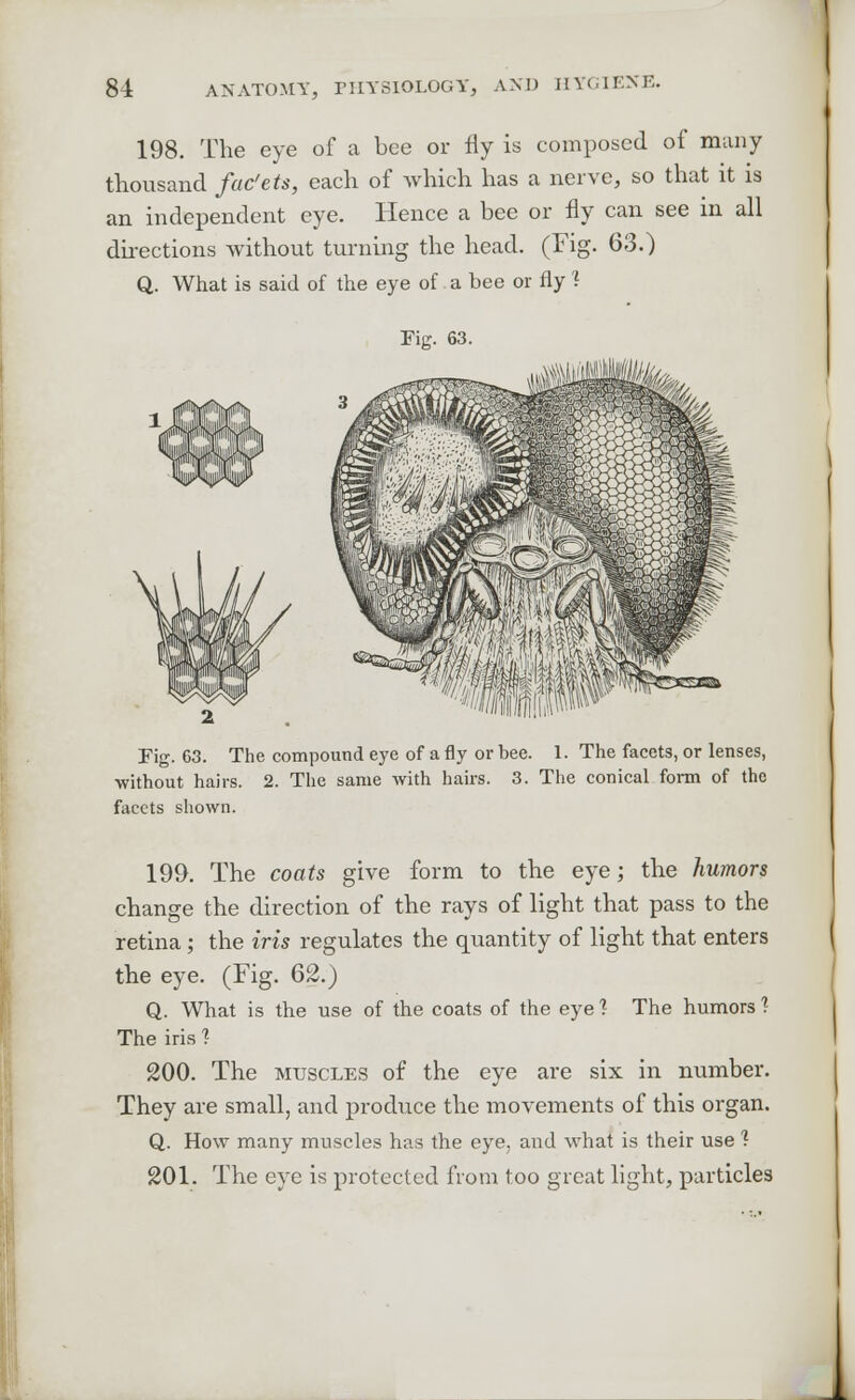 198. The eye of a bee or fly is composed of many thousand fac'ets, each of which has a nerve, so that it is an independent eye. Hence a bee or fly can see in all directions without turning the head. (Fig. 63.) Q. What is said of the eye of a bee or fly ? Fig. 63. Fig. 63. The compound eye of a fly or bee. 1. The facets, or lenses, without hairs. 2. The same with hairs. 3. The conical form of the facets shown. 199. The coats give form to the eye; the humors change the direction of the rays of light that pass to the retina; the iris regulates the quantity of light that enters the eye. (Fig. 62.) Q. What is the use of the coats of the eye 1 The humors ? The iris ? 200. The muscles of the eye are six in number. They are small, and produce the movements of this organ. Q. How many muscles has the eye, and what is their use f 201. The eye is protected from too great light, particles