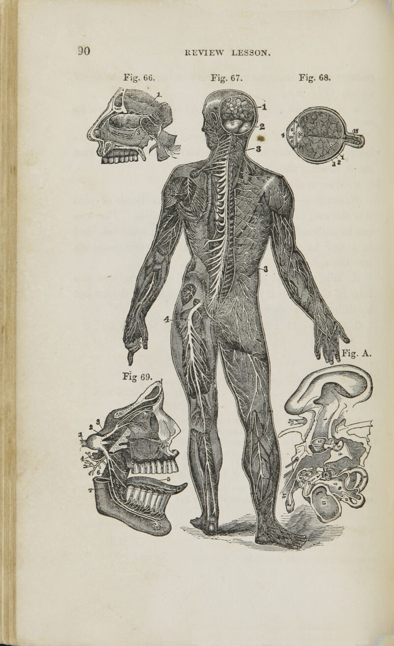 Fig. 66. Fig. 67. Fi£T. 68.