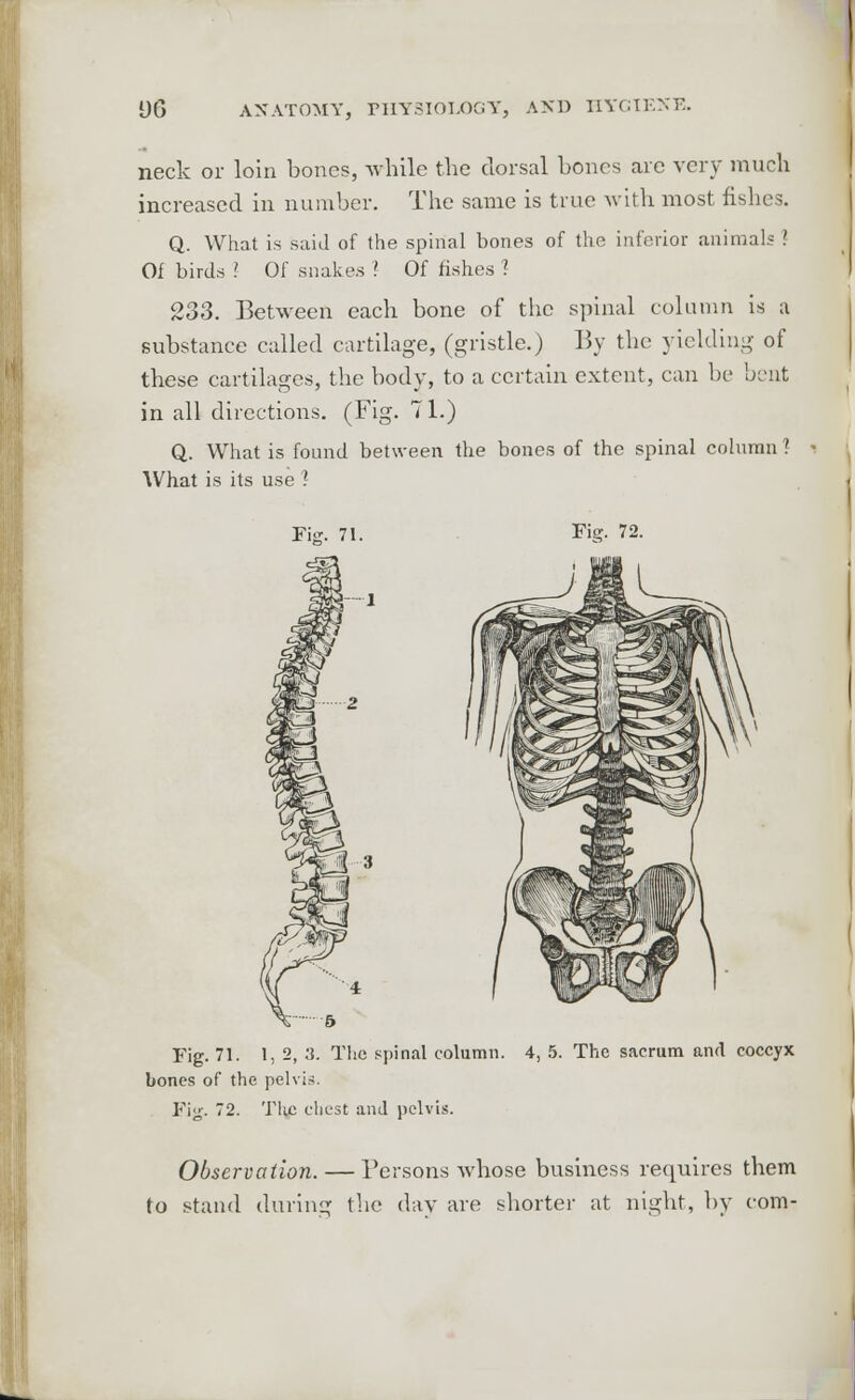 neck or loin bones, while the dorsal hones are very much increased in number. The same is true with most fishes. Q. What is said of the spinal bones of the inferior animals ? Of birds ? Of snakes ? Of fishes 1 233. Between each bone of the spinal column is a substance called cartilage, (gristle.) By the yielding of these cartilages, the body, to a certain extent, can be bent in all directions. (Fig. 71.) Q. What is found between the bones of the spinal column ? What is its use ? Fig. 71. Fig. 72. 13 Fig. 71. 1, 2, X The spinal column. 4, 5. The sacrum and coccyx bones of the pelvis. Fig. 72. Tlic chest and pelvis. Observation. — Persons whose business requires them to stand during the day are shorter at night, by com-