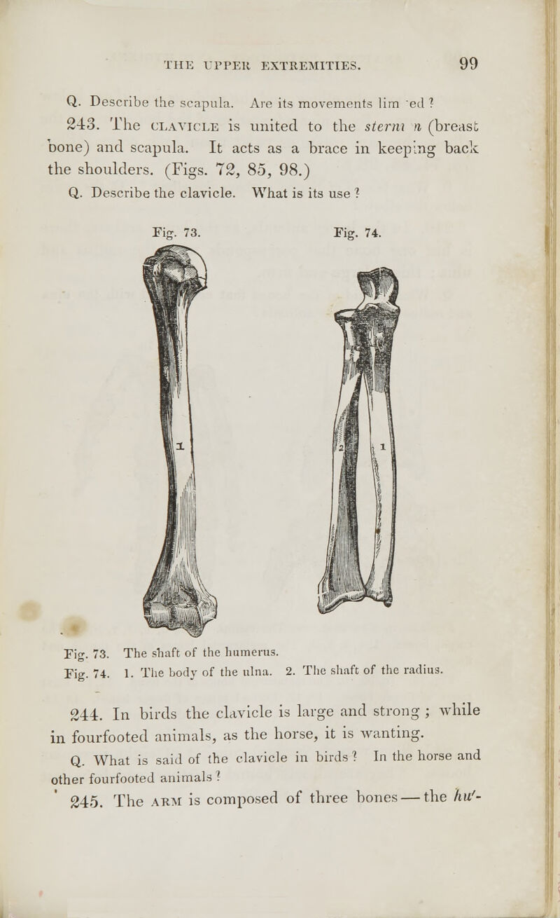 Q. Describe the scapula. Are its movements lim eel ? 243. The clavicle is united to the sterm >i (breast bone) and scapula. It acts as a brace in keeping back the shoulders. (Figs. 72, 85, 98.) Q. Describe the clavicle. What is its use 1 Fig. 73. Fig. 74. Fig. 73. The shaft of the humerus. Fig. 74. 1. The body of the ulna. 2. The shaft of the radius. 244. In birds the clavicle is large and strong ; while in fourfooted animals, as the horse, it is wanting. Q. What is said of the clavicle in birds 1 In the horse and other fourfooted animals? 245. The arm is composed of three bones — the hu'-