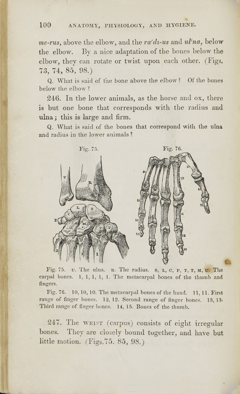 me-rus, above the elbow, and the ra'di-us and ul'na, below the elbow. By a nice adaptation of the bones below the elbow, they can rotate or twist upon each other. (Figs. 73, 74, 85, 98.) Q. What is said of the bone above the elbow ? Of the bones below the elbow ? 246. In the lower animals, as the horse and ox, there is but one bone that corresponds with tbe radius and ulna; this is large and firm. Q. What is said of the bones that correspond with the ulna and radius in the lower animals ? Fiir. 7: Fin;. 76. Fig. 75. u. The ulna. k. The radius, s, l, c, p, t, t, m, u. Tho carpal bones. 1, 1, 1, 1, 1. The metacarpal bones of the thumb and fingers. Fig. 76. 10, 10, 10. The metacarpal bones of the hand. 11, 11. First range of finger bones. 12, 12. Second range of finger bones. 13, 13- Third range of finger bones. 14, 15. Bones of the thumb. 247. The wrist (carpus) consists of eight irregular bones. They are closely bound together, and have but little motion. fFigs.75. Sb, 98.)