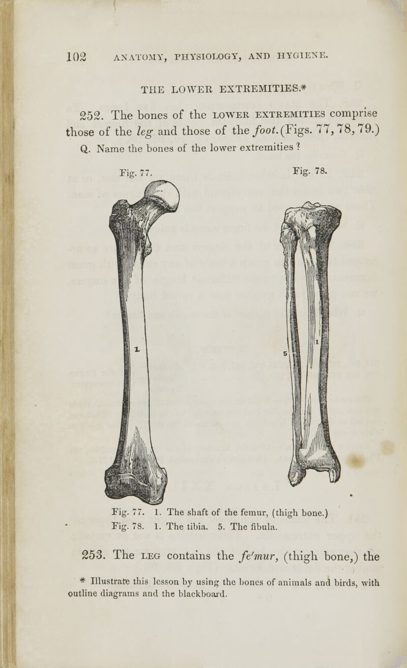 THE LOWER EXTREMITIES.* 252. The bones of the lower extremities comprise those of the leg and those of the foot. (Figs. 77,78,79.) Q. Name the bones of the lower extremities ? Fie. 77. Fig. 78. Fig. 77. 1. The shaft of the femur, (thigh bone.) Fig. 78. 1. The tibia. 5. The fibula. 253. The leg contains the fe'mur, (thigh bone,) the * Illustrate this lesson by using the bones of animals and birds, with outline diagrams and the blackboard.