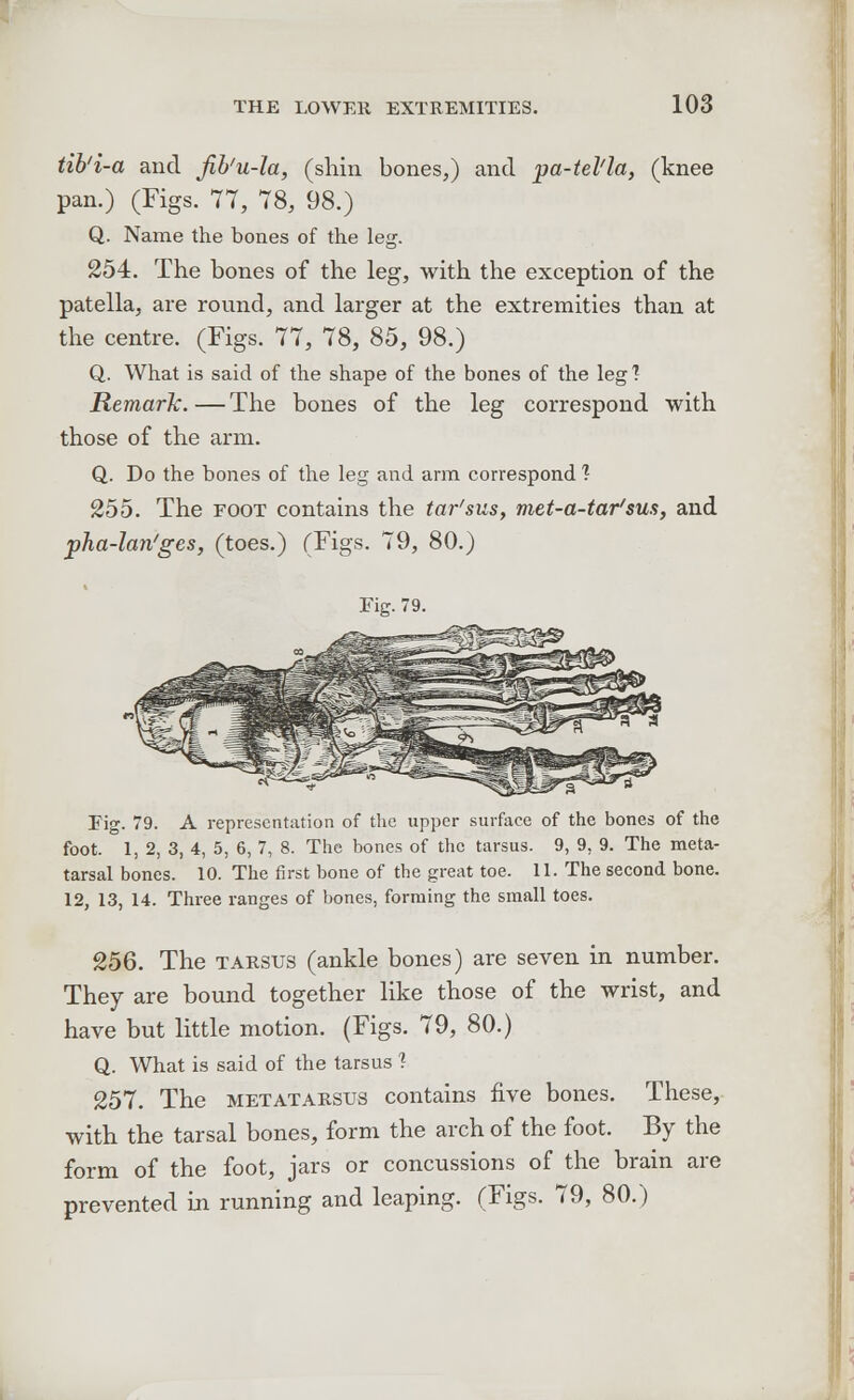 tib'i-a and fib'u-la, (shin bones,) and. pa-tel'la} (knee pan.) (Figs. 77, 78, 98.) Q. Name the bones of the leg. 254. The bones of the leg, with the exception of the patella, are round, and. larger at the extremities than at the centre. (Figs. 77, 78, 85, 98.) Q. What is said of the shape of the bones of the leg 1 Remark.—The bones of the leg correspond, with those of the arm. Q. Do the bones of the leg and arm correspond 1 255. The foot contains the tar'sus, met-a-tar'sus, and. jpha-lan'ges, (toes.) (Figs. 79, 80.) Fig. 79. Fig. 79. A representation of the upper surface of the bones of the foot. 1, 2, 3, 4, 5, 6, 7, 8. The bones of the tarsus. 9, 9, 9. The meta- tarsal bones. 10. The first bone of the great toe. 11. The second bone. 12, 13, 14. Three ranges of bones, forming the small toes. 256. The tarsus (ankle bones) are seven in number. They are bound together like those of the wrist, and have but little motion. (Figs. 79, 80.) Q. What is said of the tarsus 1 257. The metatarsus contains five bones. These, with the tarsal bones, form the arch of the foot. By the form of the foot, jars or concussions of the brain are prevented in running and leaping. (Figs. 79, 80.)