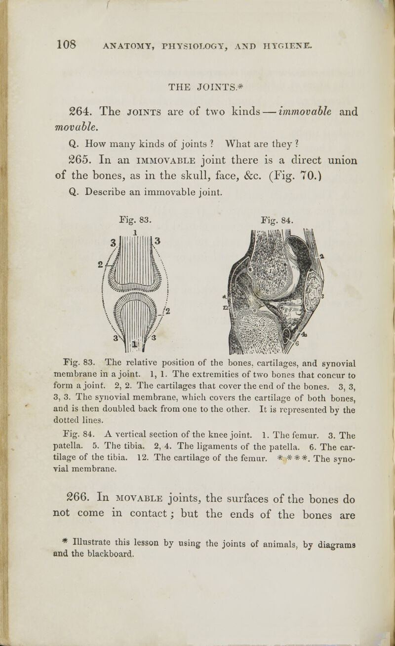 THE JOINTS* 264. The joints are of two kinds — immovable and movable. Q. How many kinds of joints ? What are they ? 265. In an immovable joint there is a direct union of the bones, as in the skull, face, &c. (Fig. 70.) Q. Describe an immovable joint. Fig. 84. Fig. 83. The relative position of the bones, cartilages, and synovial membrane in a joint. 1, 1. The extremities of two bones that concur to form a joint. 2, 2. The cartilages that cover the end of the bones. 3, 3, 3, 3. The synovial membrane, which covers the cartilage of both bones, and is then doubled back from one to the other. It is represented by the dotted lines. Fig. 84. A vertical section of the knee joint. 1. The femur. 3. The patella. 5. The tibia. 2, 4. The ligaments of the patella. 6. The car- tilage of the tibia. 12. The cartilage of the femur. * *##. The syno- vial membrane. 266. In movable joints, the surfaces of the bones do not come in contact; but the ends of the bones are * Illustrate this lesson by using the joints of animals, by diagrams and the blackboard.