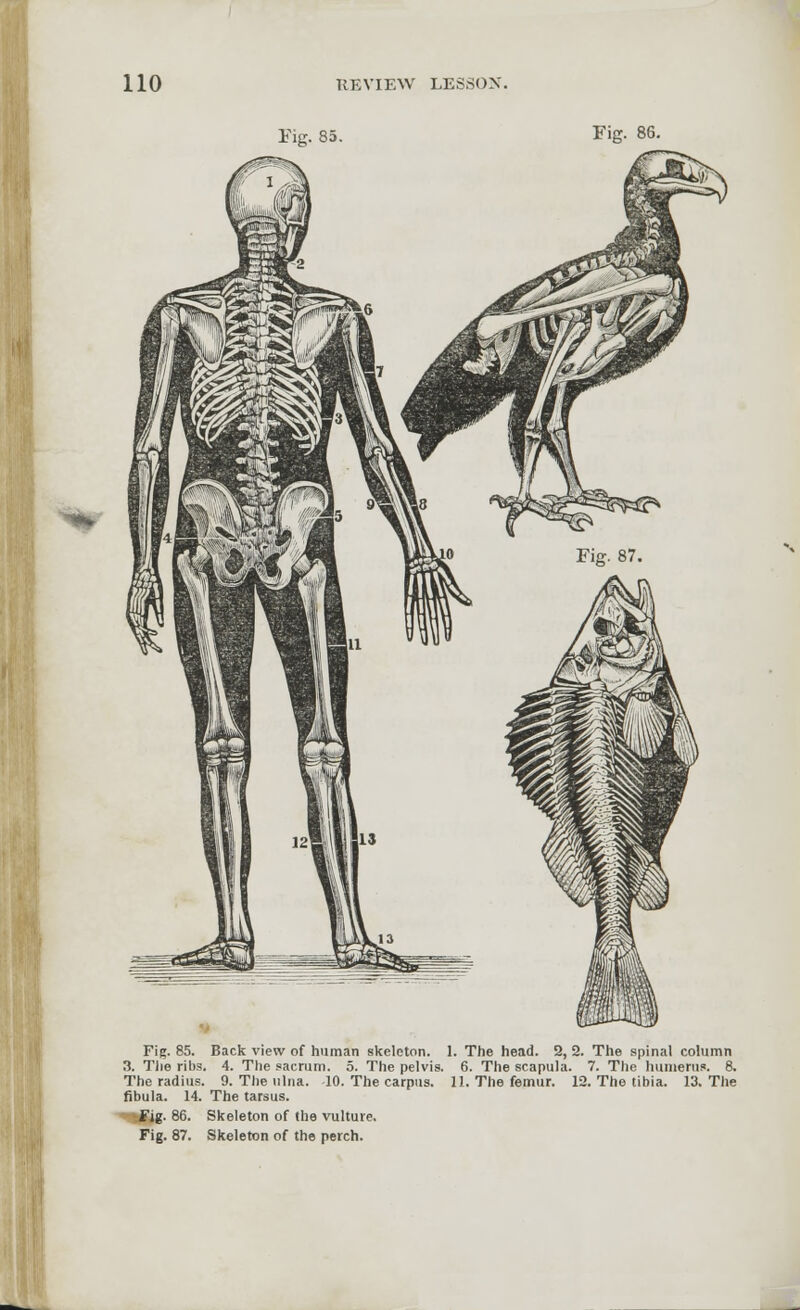 Fig. 85. Fig. 86. Fig. 85. Back view of human skeleton. 1. The head. 2, 2. The spinal column 3. The ribs. 4. The sacrum. 5. The pelvis. 6. The scapula. 7. The humerus. 8. The radius. 9. The ulna. 10. The carpus. 11. The femur. 12. The tibia. 13. The fibula. 14. The tarsus. ■Jig. 86. Fig. 87. Skeleton of the vulture. Skeleton of the perch.