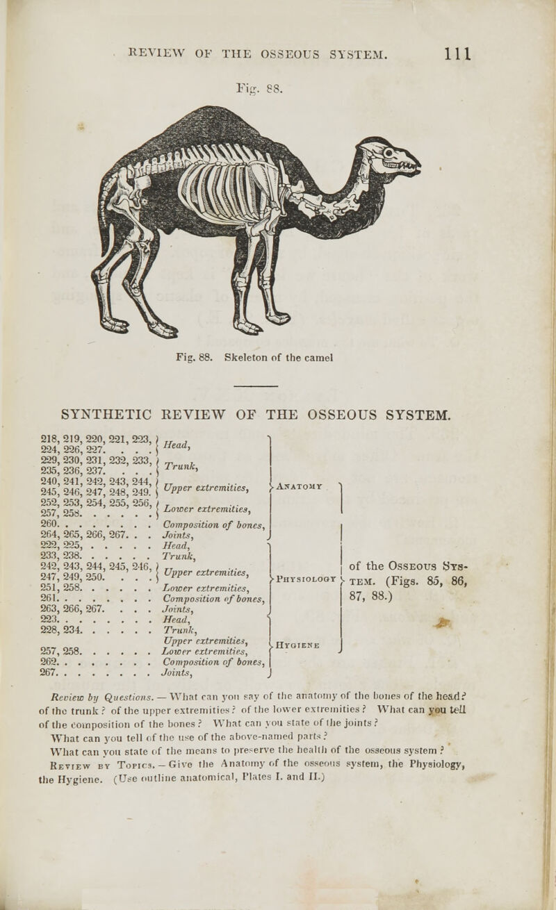 REVIEW OF THE OSSEOUS SYSTEM. Fig. 88. Ill Fig. 88. Skeleton of the camel SYNTHETIC KEVIEW OF THE OSSEOUS SYSTEM. 218, 219, 220, 221, 223, 224, 226,227. . . . 229, 230, 231, 232, 233, 235, 236, 237. . . . 240, 241, 242, 243, 244, 245, 246, 247, 248, 249. 252, 253, 254, 255, 256, 257, 258 260 264, 265, 2G6, 267. . . 222, 225, 233 238. 242^243, 244,'245, 216, 247, 249, 250. . . . 251, 258 261 263,266,267. . . . 223. 228,234'. .' '.'.'.'. 257, 258. 262. . . 267. . . Head, Trunk, Upper extremities, Lower extremities, Composition of bones, Joints, Head, Trunk, Upper extremities, Lower extremities, Composition of bones, Joints, Head, Trunk, Upper extremities, Lower extremities, Composition of boites, Joints, j. Ajjatomv of the Osseous Sts- r J- tem. (Figs. 85, 86, 87, 88.) Review by Questions. — What ran yon Fay of the anatomy of tho hones of the hes.d.^ of the trunk ? of the upper extremities ? of the lower extremities ? What can you Itll of the composition of the hones .' What can you state of the joints ? What can you tell of the use of the above-named parts? What can you state of the means to preserve the health of the osseous system ? Review by Topics. — Give the Anatomy of the osseous system, the Physiology, the Hygiene. (Use outline anatomical, Plates I. and II.)