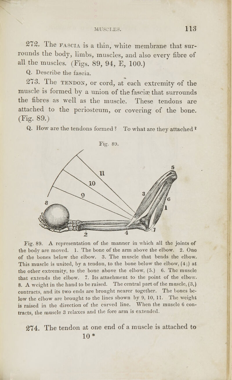 272. The fascia is a thin, white membrane that sur- rounds the body, limbs, muscles, and also every fibre of all the muscles. (Figs. 89, 94, E, 100.) Q. Describe the fascia. 273. The tendon, or cord, at each extremity of the muscle is formed by a union of the fascia? that surrounds the fibres as well as the muscle. These tendons are attached to the periosteum, or covering of the bone. (Fig. 89.) Q. How are the tendons formed 1 To what are they attached ' Fig. S9. Fig. 89. A representation of the manner in which all the joints of the body are moved. I. The bone of the arm above the elbow. 2. One of the bones below the elbow. 3. The muscle that bends the elbow. This muscle is united, by a teudon, to the bone below the elbow, (4;) at the other extremity, to the bone above the elbow, (5.) 6. The muscle that extends the elbow. 7. Its attachment to the point of the elbow. 8. A weight in the hand to be raised. The central part of the muscle, (3,) contracts, and its two ends are brought nearer together. The bones be- low the elbow are brought to the lines shown by 9, 10, II. The weight is raised in the direction of the curved line. When the muscle 6 con- tracts, the muscle 3 relaxes and the fore arm is extended. 274. The tendon at one end of a muscle is attached to 10*