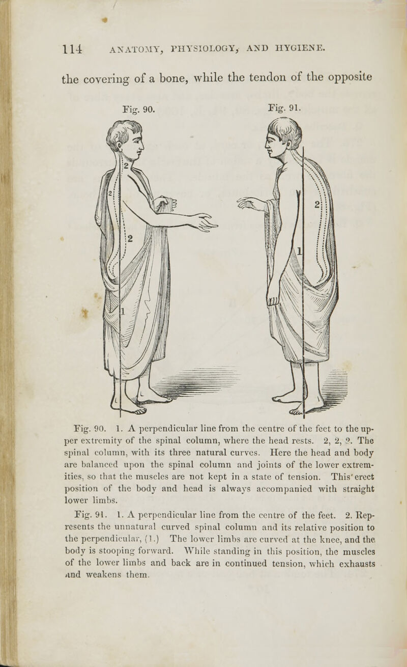 the covering of a bone, while the tendon of the opposite Fig. 90. Fig. 91. Fig. 90. 1. A perpendicular line from the centre of the feet to the up- per extremity of the spinal column, where the head rests. 2, 2, 9. The spinal column, with its three natural curves. Here the head and body are balanced upon the spinal column and joints of the lower extrem- ities, so that the muscles are not kept in a state of tension. This'erect position of the body and head is always accompanied with straight lower limbs. Fig. 91. I. A perpendicular line from the centre of the feet. 2. Rep- resents the unnatural curved spinal column and its relative position to the perpendicular, (!.) The lower limbs are curved at the knee, and the, body is stooping forward. While standing in this position, the muscles of the lower limbs and back are in continued tension, which exhausts and weakens them.