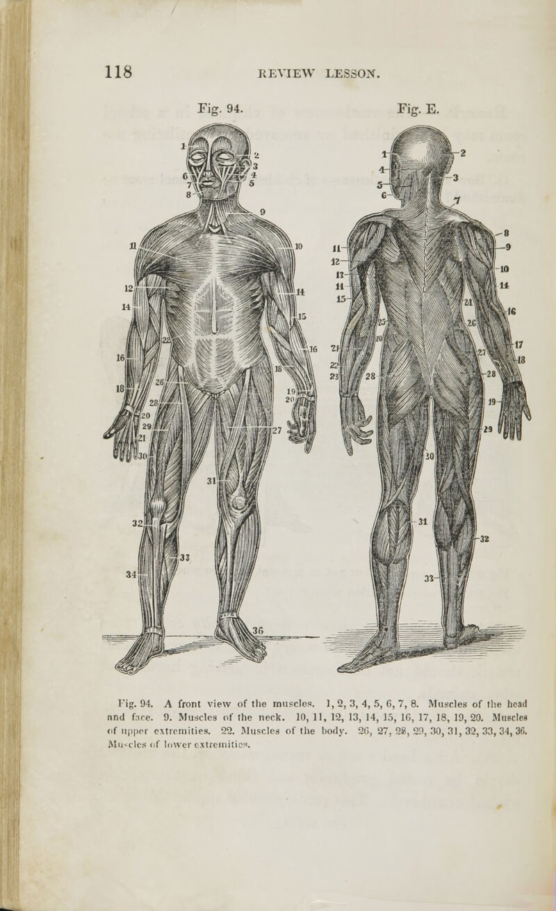 Ficr. 94. Ficr. E. Fig. 94. A front view of the muscles. 1, 2, 3, 4, 5, 6, 7, 8. Muscles of the head and face. 9. Muscles of the neck. 10, 11, 12, 13, 14, 15, 16, 17, 18, 19, 20. Muscles of upper extremities. 22. Muscles of the body. 20,27,28,29,30,31,32,33,34,36. Muscles of lower extremities.