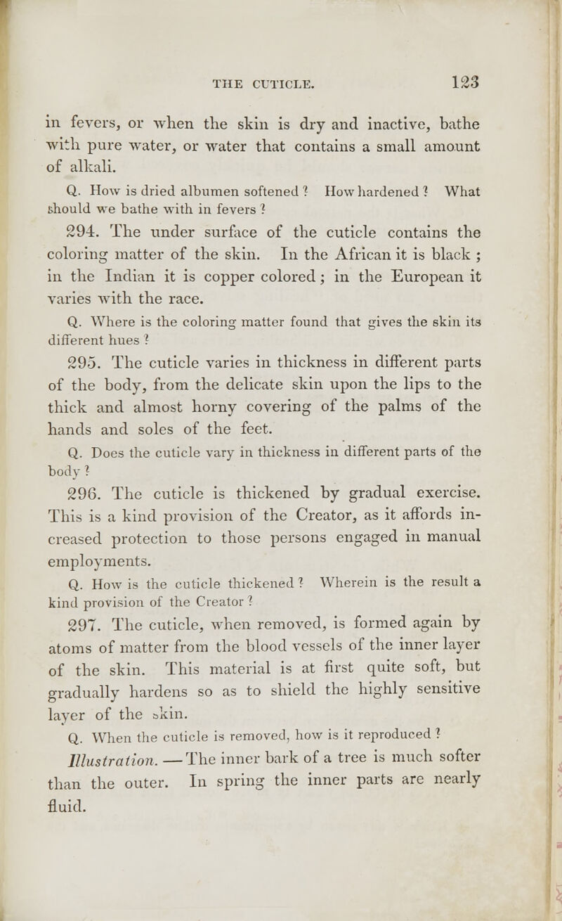 in fevers, or when the skin is dry and inactive, bathe with pure water, or water that contains a small amount of alkali. Q. How is dried albumen softened ? How hardened ? What should we bathe with in fevers ? 294. The under surface of the cuticle contains the coloring matter of the skin. In the African it is black ; in the Indian it is copper colored; in the European it varies with the race. Q. Where is the coloring matter found that gives the skin its different hues 1 295. The cuticle varies in thickness in different parts of the body, from the delicate skin upon the lips to the thick and almost horny covering of the palms of the hands and soles of the feet. Q. Does the cuticle vary in thickness in different parts of the body ? 296. The cuticle is thickened by gradual exercise. This is a kind provision of the Creator, as it affords in- creased protection to those persons engaged in manual employments. Q. How is the cuticle thickened ? Wherein is the result a kind provision of the Creator 1 29T. The cuticle, when removed, is formed again by atoms of matter from the blood vessels of the inner layer of the skin. This material is at first quite soft, but gradually hardens so as to shield the highly sensitive layer of the skin. Q. When the cuticle is removed, how is it reproduced ? Illustration. —The inner bark of a tree is much softer than the outer. In spring the inner parts are nearly fluid.