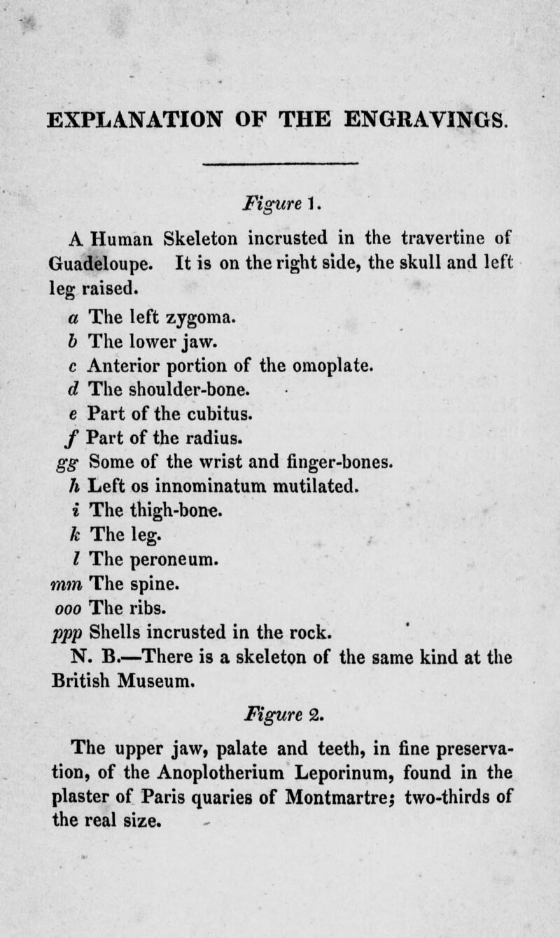 EXPLANATION OF THE ENGRAVINGS. Figure 1. A Human Skeleton incrusted in the travertine of Guadeloupe. It is on the right side, the skull and left leg raised. a The left zygoma. b The lower jaw. c Anterior portion of the omoplate. d The shoulder-bone. e Part of the cubitus. / Part of the radius. gg Some of the wrist and finger-bones. h Left os innominatum mutilated. i The thigh-bone. k The leg. I The peroneum. mm The spine. ooo The ribs. ppp Shells incrusted in the rock. N. B.—There is a skeleton of the same kind at the British Museum. Figure 2. The upper jaw, palate and teeth, in fine preserva- tion, of the Anoplotherium Leporinum, found in the plaster of Paris quaries of Mont mar trc; two-thirds of the real size.