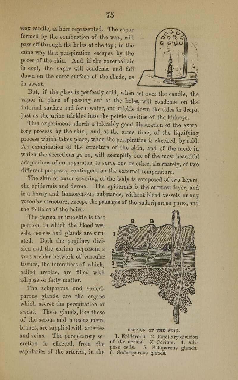 wax candle, as here represented. The vapor formed by the combustion of the wax, will pass off through the holes at the top j in the same way that perspiration escapes by the pores of the skin. And, if the external air is cool, the vapor will condense and fall down on the outer surface of the shade, as in sweat. But, if the glass is perfectly cold, when set over the candle, the vapor in place of passing out at the holes, will condense on the internal surface and form water, and trickle down the sides in drops, just as the urine trickles into the pelvic cavities of the kidneys. This experiment affords a tolerably good illustration of the excre- tory process by the skin; and, at the same time, of the liquifying process which takes place, when the perspiration is checked, by cold. An examination of the structure of the skin, and of the mode in which the secretions go on, will exemplify one of the most beautiful adaptations of an apparatus, to serve one or other, alternately, of two different purposes, contingent on the external temperature. The skin or outer covering of the body is composed of two layers, the epidermis and derma. The epidermis is the outmost layer, and is a horny and homogenous substance, without blood vessels or any vascular structure, except the passages of the sudoriparous pores, and the follicles of the hairs. The derma or true skin is that portion, in which the blood ves- sels, nerves and glands are situ- ated. Both the papillary divi- sion and the corium represent a vast areolar network of vascular tissues, the interstices of which, called areolae, are filled with adipose or fatty matter. The sebiparous and sudori- parous glands, are the organs which secret the perspiration or sweat. These glands, like those of the serous and mucous mem- branes, are supplied with arteries section or the skin. and veins. The perspiratory se- 1. Epidermis. 2. Papillary division cretion is effected, from the of the f,erma- 3! Corium. 4. Adi- .... _ . . . pose cells. 5. Sebiparous glands, capillaries of the arteries, in the 6. Sudoriparous glands