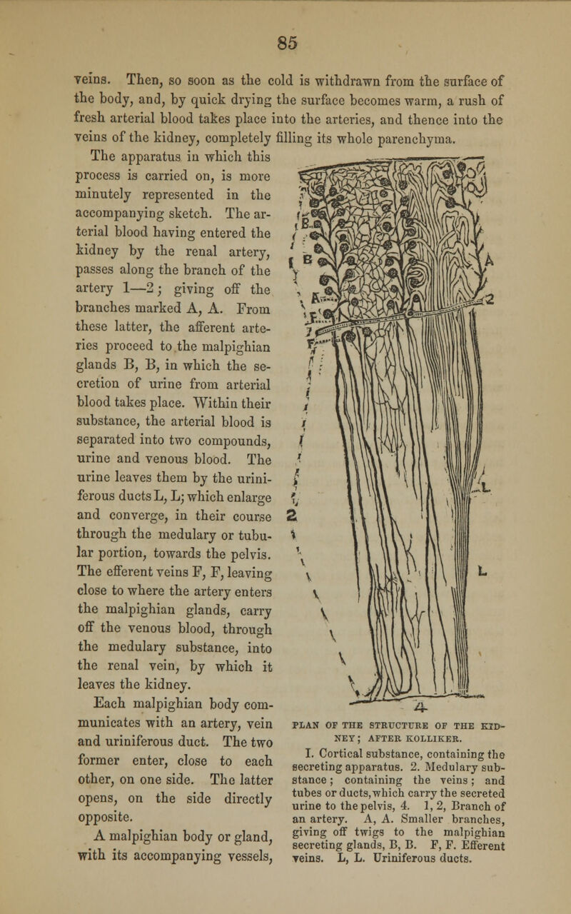 veins. Then, so soon as the cold is withdrawn from the surface of the body, and, by quick drying the surface becomes warm, a rush of fresh arterial blood takes place into the arteries, and thence into the veins of the kidney, completely filling its whole parenchyma. The apparatus in which this process is carried on, is more minutely represented in the accompanying sketch. The ar- terial blood having entered the kidney by the renal artery, passes along the branch of the artery 1—2; giving off the branches marked A, A. From these latter, the afferent arte- ries proceed to the malpighian glands B, B, in which the se- cretion of urine from arterial blood takes place. Within their substance, the arterial blood is separated into two compounds, urine and venous blood. The urine leaves them by the urini- ferous ducts L, L; which enlarge and converge, in their course through the medulary or tubu- lar portion, towards the pelvis. The efferent veins F, F, leaving close to where the artery enters the malpighian glands, carry off the venous blood, through the medulary substance, into the renal vein, by which it leaves the kidney. Each malpighian body com- municates with an artery, vein and uriniferous duct. The two former enter, close to each other, on one side. The latter opens, on the side directly opposite. A malpighian body or gland, with its accompanying vessels, PLAN OF THE STRUCTURE OF THE KID- NEY ; AFTER KOLLIKER. I. Cortical substance, containing the secreting apparatus. 2. Medulary sub- stance ; containing the veins; and tubes or ducts, which carry the secreted urine to the pelvis, 4. 1, 2, Branch of an artery. A, A. Smaller branches, giving off twigs to the malpighian secreting glands, B, B. F, F. Efferent veins. L, L. Uriniferous ducts.