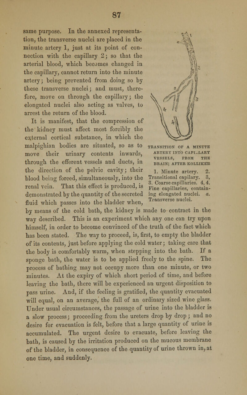 TRANSITION OF A MINUTE ARTERY INTO CAPILLARY VESSELS, FROM THE brain; AFTER KOLLIKER 1. Minute artery. 2. Transitional capilary. 3, 3. Coarse capillaries. 4,4. Fine capillaries, contain- same purpose. In the annexed representa- tion, the transverse nuclei are placed in the minute artery 1, just at its point of con- nection with the capillary 2; so that the arterial blood, which becomes changed in the capillary, cannot return into the minute artery; being prevented from doing so by these transverse nuclei; and must, there- fore, move on through the capillary; the elongated nuclei also acting as valves, to arrest the return of the blood. It is manifest, that the compression of the kidney must affect most forcibly the external cortical substance, in which the malpighian bodies are situated, so as to move their urinary contents inwards, through the efferent vessels and ducts, in the direction of the pelvic cavity; their blood being forced, simultaneously, into the renal vein. That this effect is produced, is demonstrated by the quantity of the secreted ing elongated nuclei, fluid which passes into the bladder when, Transverse nuclei. by means of the cold bath, the kidney is made to contract in the way described. This is an experiment which any one can try upon himself, in order to become convinced of the truth of the fact which has been stated. The way to proceed, is, first, to empty the bladder of its contents, just before applying the cold water; taking care that the body is comfortably warm, when stepping into the bath. If a sponge bath, the water is to be applied freely to the spine. The process of bathing may not occupy more than one minute, or two minutes. At the expiry of which short period of time, and before leaving the bath, there will be experienced an urgent disposition to pass urine. And, if the feeling is gratified, the quantity evacuated will equal, on an average, the full of an ordinary sized wine glass. Under usual circumstances, the passage of urine into the bladder is a slow process; proceeding from the ureters drop by drop ; and no desire for evacuation is felt, before that a large quantity of urine is accumulated. The urgent desire to evacuate, before leaving the bath, is caused by the irritation produced on the mucous membrane of the bladder, in consequence of the quantity of urine thrown in, at one time, and suddenly.