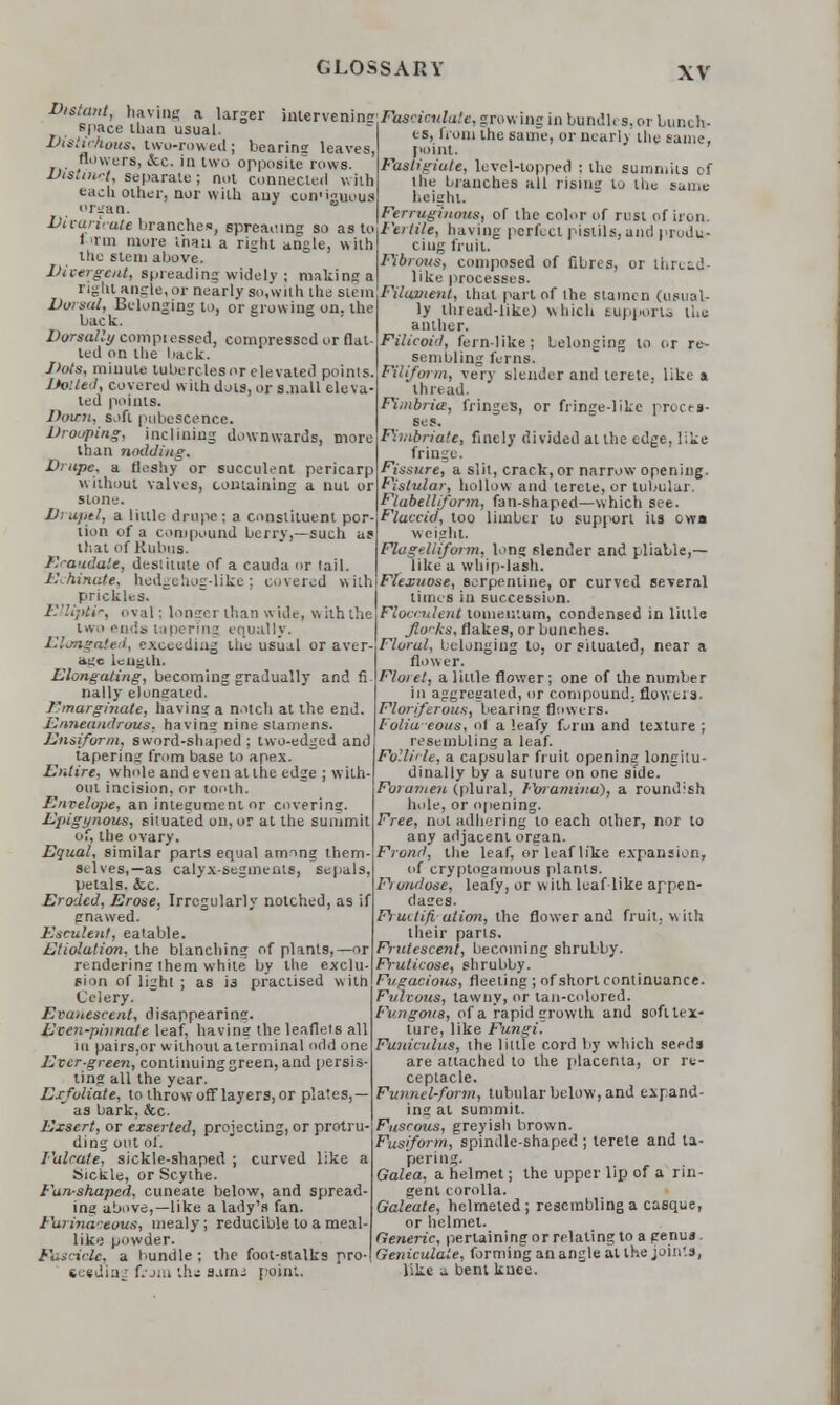 2**2S&. \h\nL 1 ,larSel' inlervenin? «M«««i«*«, growing in bundle s. or bunch- space than usual. Distichous, two-rowed; bearing leaves, flowers, cScc. in two opposite rows. Distinct, separate; not connected with each other, nor with any con-iguous organ. Divaricate branched, spreading so as to 1 Tin more than a right angle, with the stem above. Divergent, spreading widely ; making a right angle, or nearly so/with the stem Dorsal, Belonging to, or growing on. the back. Dorsally compressed, compressed or flat- ted on the back. Dots, miuule tubercles or elevated points. Doited, covered with dots, or s.nall eleva- ted points. Down, sjfl pubescence. Drooping, inclining downwards, more than nodding. Drupe, a fleshy or succulent pericarp without valves, containing a nut or stone. JJ; upel, a little drupe ; a constituent por- tion of a compound berry,—such as that of Kubns. /.' audate, destitute of a Cauda or tail. Echinate, hedgehog-like; covered v\ith prickl . oval; longer than wide, with the two ends tapering equally. Elongated, exceeding the usual or aver a^e length. Elongating, becoming gradually and fi nally elongated. Fmarginatc, having a notch at the end. Enneandrous, having nine stamens. Ensiform, sword-shaped ; two-edged and tapering from base to apex. Entire, whole and even alt lie edge ; with- out incision, or tooth. Envelope, an integument or covering. Epigynous, situated on, or at the summit of, the ovary. Equal, similar parts equal armng them- selves,—as calyx-segments, sepals, petals. &.c Eroded, Erose, Irregularly notched, as if gnawed. Esculent, eatable. Etiolation, the blanching of plants,—or renderins them white by the exclu- sion of light ; as is practised with Celery. Evanescent, disappearins. Even-pinnate leaf, having the leaflets all in pairs,or without a terminal odd one Ever-green, continuing green, and persis- ting all the year. Exfoliate, to throw off layers, or plates,— as bark, &c. Exsert, or exserted, projecting, or protru- ding out of. I'alcate, sickle-shaped ; curved like a Sickle, or Scythe. Fan-shaped, cuneate below, and spread- ing above,—like a lady's fan. Farinaceous, mealy; reducible to a meal- like powder. FazcicU, a bundle; the foot-stalks pro-IGent'cu/a/e, forming an angle at the joints, seeding fi-jm ths sarni point. like a bent knee. es, from the same, or nearly the sum point. Fastigiate, level-topped : the summits of the branches all risniL' to the same height. Ferruginous, of the color of rust of iron. Fertile, having perfect pistils, and produ- cing fruit. Fibrous, composed of fibres, or ti.ie^J like processes. Filament, that part of the stamen (usual- ly thread-like) which supports the anther. Filicoiil, fern-like; belonging to or re- sembling ferns. Filiform, very slender and terete, like a thread. Fimbria:, fringes, or fringe-like proces- ses. Fimbriate, finely divided at the edge, like fringe. Fissure, a slit, crack, or narrow opening. Fistular, hollow and terete, or tubular. Flabelliform, fan-shaped—which see. Flaccid, too limber to support its own weight. Flugelliform, Ion? slender and pliable,— like a whip-lash. Flexuose, serpentine, or curved several times in succession. Flocculent tome mum, condensed in little jio'ks, flakes, or bunches. Floral, belonging to, or situated, near a flower. Floret, a little flower; one of the number in aggregated, or compound, flowtia. Floriferous, bearing flowers. Folia eous, of a leafy form and texture ; resembling a leaf. Follicle, a capsular fruit opening longitu- dinally by a suture on one side. Foramen (plural, Foramina), a roundish hole, or opening. Free, not adhering to each other, nor to any adjacent orean. Frond, the leaf, or leaf like expansion, of cryptogamous plants. Fiuudose, leafy, or with leaf like appen- dasres. Fiuctifi ution, the flower and fruit, with their parts. Frulescent, becoming shrubby. Fruticose, shrubby. Fugacious, fleeting ; of short continuance. Fulvous, tawny, or tan-colored. Fungous, of a rapid growth and soft tex- ture, like Fungi. Funiculus, the little cord by which seeds are attached to the placenta, or re- ceptacle. Funnel-form, tubular below, and expand- ing at summit. Fuscous, greyish brown. Fusiform, spindle-shaped ; terete and ta- pering. Galea, a helmet; the upper lip of a rin- gent corolla. Galeate, helmeled ; resembling a casque, or helmet. Generic, pertaining or relating to a genua