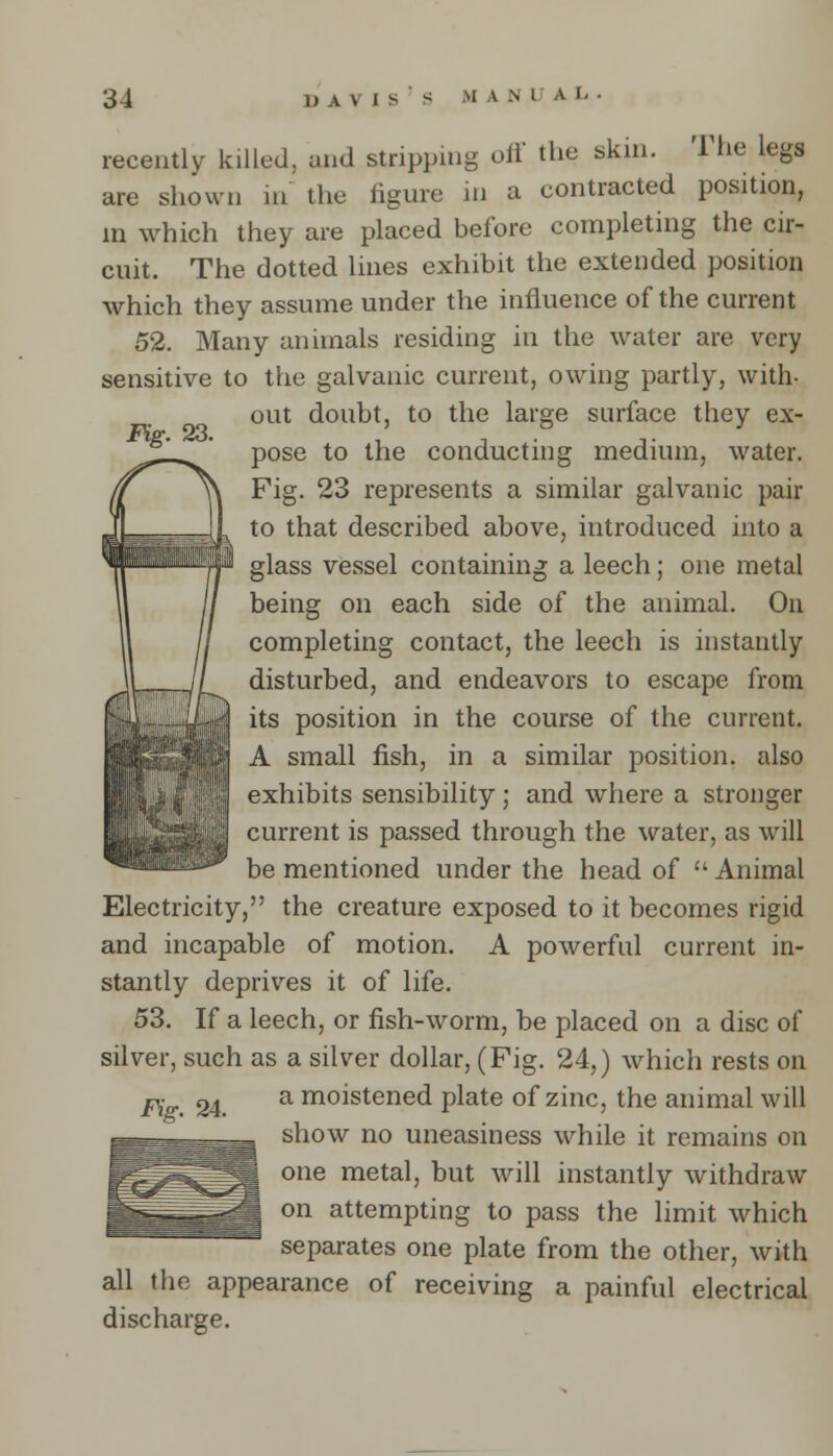 Fig. 23. recently killed, and stripping off the skin. The legs are shown in the figure in a contracted position, in which they are placed before completing the cir- cuit. The dotted lines exhibit the extended position which they assume under the influence of the current 52. Many animals residing in the water are very sensitive to the galvanic current, owing partly, with- out doubt, to the large surface they ex- pose to the conducting medium, water. Fig. 23 represents a similar galvanic pair to that described above, introduced into a glass vessel containing a leech; one metal being on each side of the animal. On completing contact, the leech is instantly disturbed, and endeavors to escape from its position in the course of the current. A small fish, in a similar position, also exhibits sensibility; and where a stronger current is passed through the water, as will be mentioned under the head of Animal Electricity, the creature exposed to it becomes rigid and incapable of motion. A powerful current in- stantly deprives it of life. 53. If a leech, or fish-worm, be placed on a disc of silver, such as a silver dollar, (Fig. 24,) which rests on Fie. 24. a m°istene(l plate of zinc, the animal will show no uneasiness while it remains on one metal, but will instantly withdraw on attempting to pass the limit which separates one plate from the other, with all the appearance of receiving a painful electrical discharge.