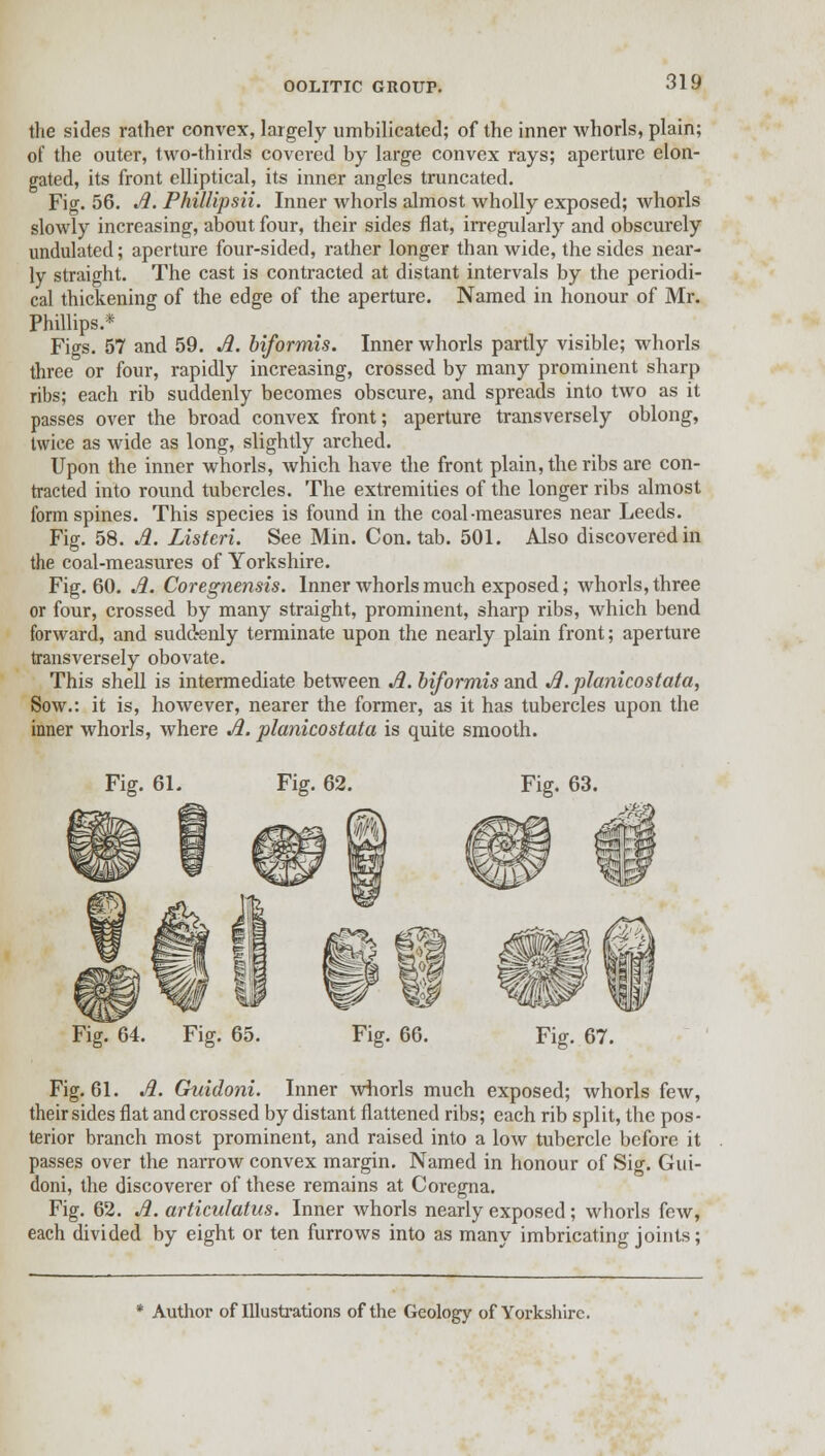 the sides rather convex, largely umbilicated; of the inner whorls, plain; of the outer, two-thirds covered by large convex rays; aperture elon- gated, its front elliptical, its inner angles truncated. Fig. 56. A. Phillipsii. Inner whorls almost wholly exposed; whorls slowly increasing, about four, their sides flat, irregularly and obscurely undulated; aperture four-sided, rather longer than wide, the sides near- ly straight. The cast is contracted at distant intervals by the periodi- cal thickening of the edge of the aperture. Named in honour of Mr. Phillips.* Figs. 57 and 59. A. biformis. Inner whorls partly visible; whorls three or four, rapidly increasing, crossed by many prominent sharp ribs; each rib suddenly becomes obscure, and spreads into two as it passes over the broad convex front; aperture transversely oblong, twice as wide as long, slightly arched. Upon the inner whorls, which have the front plain, the ribs are con- tracted into round tubercles. The extremities of the longer ribs almost form spines. This species is found in the coal-measures near Leeds. Fig. 58. A. Listen. See Min. Con. tab. 501. Also discovered in the coal-measures of Yorkshire. Fig. 60. A. Coregnensis. Inner whorls much exposed; whorls, three or four, crossed by many straight, prominent, sharp ribs, which bend forward, and suddenly terminate upon the nearly plain front; aperture transversely obovate. This shell is intermediate between A. biformis and A. planicostata, Sow.: it is, however, nearer the former, as it has tubercles upon the inner whorls, where A. planicostata is quite smooth. Fig. 61. Fig. 62. Fig. 64. Fig. 65. Fig. 66. Fig. 63. Fig. 67. Fig. 61. A. Guidoni. Inner whorls much exposed; whorls few, their sides flat and crossed by distant flattened ribs; each rib split, the pos- terior branch most prominent, and raised into a low tubercle before it passes over the narrow convex margin. Named in honour of Sig. Gui- doni, the discoverer of these remains at Coregna. Fig. 62. A. articulatus. Inner whorls nearly exposed; whorls few, each divided by eight or ten furrows into as many imbricating joints; * Author of Illustrations of the Geology of Yorkshire.