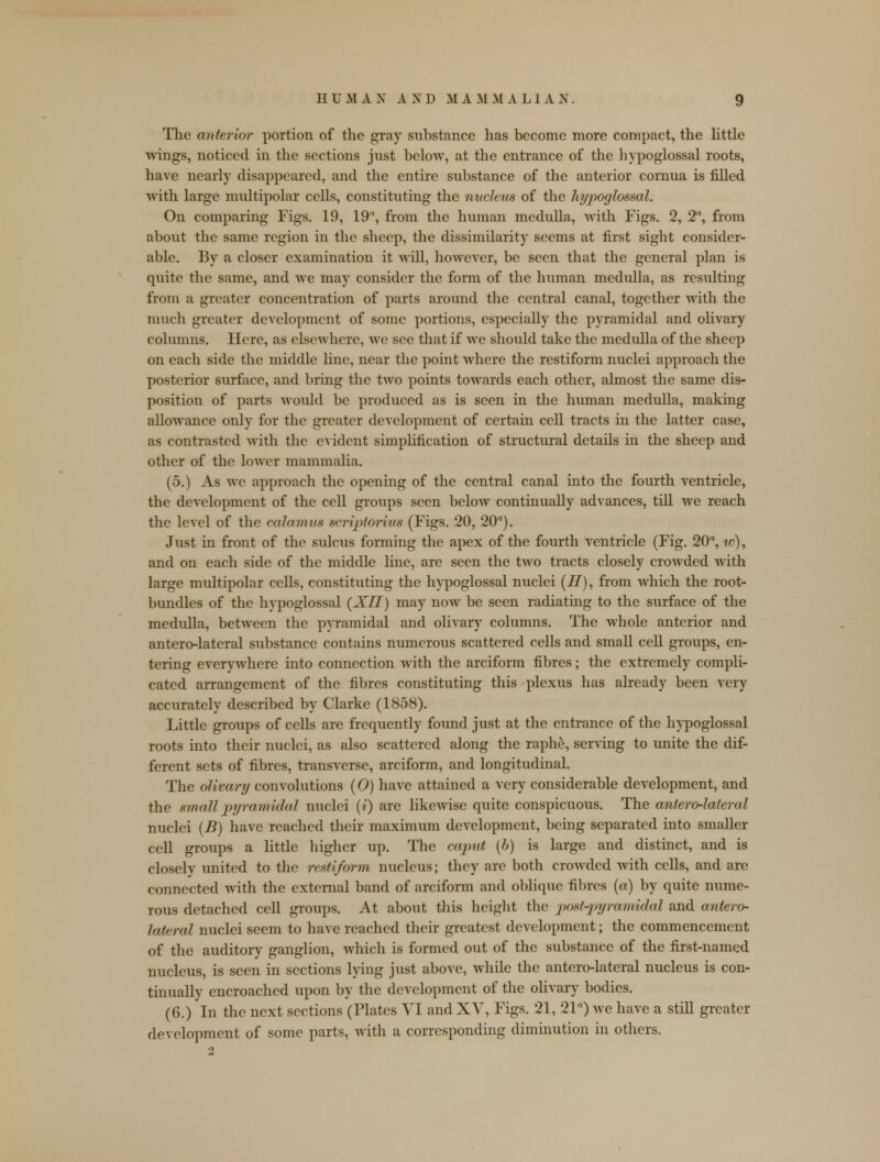 The anterior portion of the gray substance has become more compact, the little wings, noticed in the sections just below, at the entrance of the hypoglossal roots, have nearly disappeared, and the entire substance of the anterior cornua is filled with large multipolar cells, constituting the nucleus of the hypoglossal. On comparing Figs. 19, 19, from the human medulla, with Figs. 2, 2, from about the same region in the sheep, the dissimilarity seems at first sight consider- able. By a closer examination it will, however, be seen that the general plan is quite the same, and we may consider the form of the human medulla, as resulting from a greater concentration of parts around the central canal, together with the much greater development of some portions, especially the pyramidal and olivary columns. Here, as elsewhere, we see that if we should take the medulla of the sheep on each side the middle line, near the point where the restiform nuclei approach the posterior surface, and bring the two points towards each other, almost the same dis- position of parts would be produced as is seen in the human medulla, making allowance only for the greater development of certain cell tracts in the latter case, as contrasted with the evident simplification of structural details in the sheep and other of the lower mammalia. (5.) As we approach the opening of the central canal into the fourth ventricle, the development of the cell groups seen below continually advances, till we reach the level of the calamus scriptorius (Figs. 20, 20). Just in front of the sulcus forming the apex of the fourth ventricle (Fig. 20, iv), and on each side of the middle line, are seen the two tracts closely crowded with large multipolar cells, constituting the hypoglossal nuclei (H), from which the root- bundles of the hypoglossal {XII) may now be seen radiatmg to the surface of the medulla, between the pyramidal and olivary columns. The whole anterior and antero-lateral substance contains numerous scattered cells and small cell groups, en- tering everywhere into connection with the arciform fibres; the extremely compli- cated arrangement of the fibres constituting this plexus has already been very accurately described by Clarke (1858). Little groups of cells are frequently found just at the entrance of the hypoglossal roots into their nuclei, as also scattered along the raphe, serving to unite the dif- ferent sets of fibres, transverse, arciform, and longitudinal. The olivary convolutions (0) have attained a very considerable development, and the small pyramidal nuclei (i) are likewise quite conspicuous. The antero-lateral nuclei (B) have reached their maximum development, being separated into smaller cell groups a little higher up. The caput (b) is large and distinct, and is closely united to the restiform nucleus; they are both crowded with cells, and are connected with the external band of arciform and oblique fibres (a) by quite nume- rous detached cell groups. At about this height the post-pyramidal and antero- lateral nuclei seem to have reached their greatest development; the commencement of the auditory ganglion, which is formed out of the substance of the first-named nucleus, is seen in sections lying just above, while the antero-lateral nucleus is con- tinually encroached upon by the development of the olivary bodies. (6.) In the next sections (Plates VI and XV, Figs. 21, 21a) we have a still greater development of some parts, with a corresponding diminution in others. 2