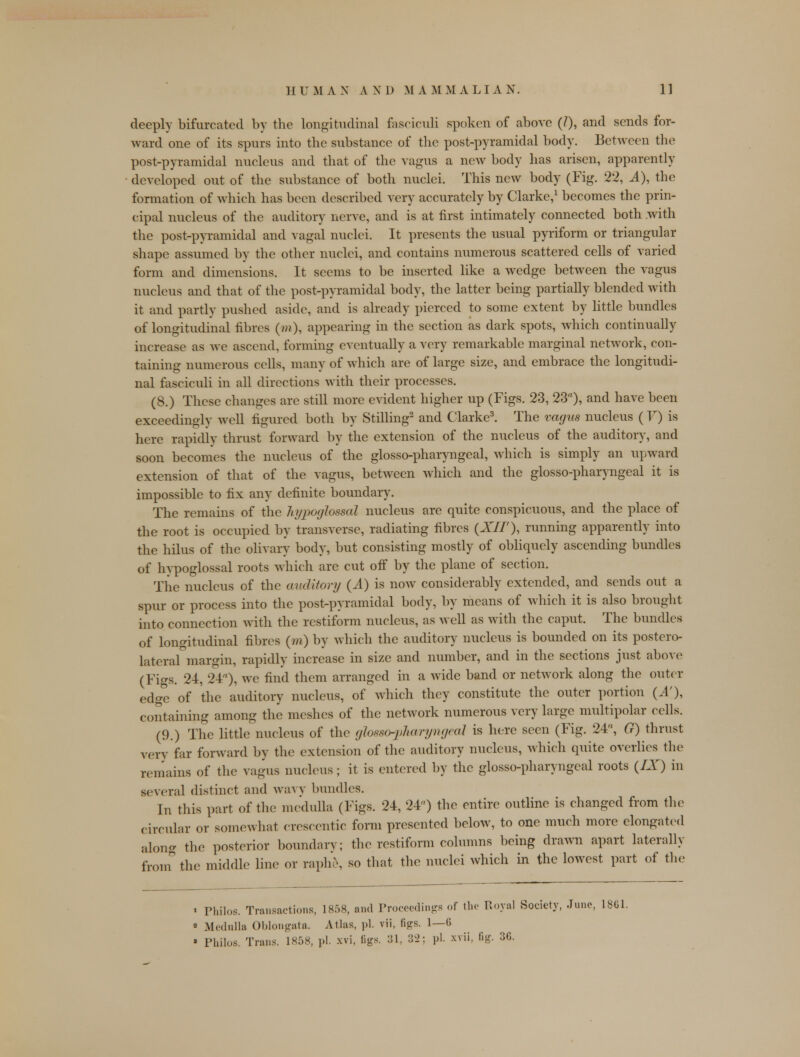 deeply bifurcated by the longitudinal fasciculi spoken of above (/), and sends for- ward one of its spurs into the substance of the post-pyramidal body. Between the post-pyramidal nucleus and that of the vagus a new body has arisen, apparently developed out of the substance of both nuclei. This new body (Fig. 22, A), the formation of which has been described very accurately by Clarke,1 becomes the prin- cipal nucleus of the auditory nerve, and is at first intimately connected both with the post-pyramidal and vagal nuclei. It presents the usual pyriform or triangular shape assumed by the other nuclei, and contains numerous scattered cells of varied form and dimensions. It seems to be inserted like a wedge between the vagus nucleus and that of the post-pyramidal body, the latter being partially blended with it and partly pushed aside, and is already pierced to some extent by little bundles of longitudinal fibres (wi), appearing in the section as dark spots, which continually increase as we ascend, forming eventually a very remarkable marginal network, con- taining numerous cells, many of which are of large size, and embrace the longitudi- nal fasciculi in all directions with their processes. (8.) These changes arc still more evident higher up (Figs. 23, 23), and have been exceedingly well figured both by Stilling2 and Clarke3. The vagus nucleus ( TO is here rapidly thrust forward by the extension of the nucleus of the auditory, and soon becomes the nucleus of the glosso-pharyngeal, which is simply an upward extension of that of the vagus, between which and the glosso-pharyngeal it is impossible to fix any definite boundary. The remains of the hypoglossal nucleus arc quite conspicuous, and the place of the root is occupied by transverse, radiating fibres (XII'), running apparently into the hilus of the olivary body, but consisting mostly of obliquely ascending bundles of hypoglossal roots which are cut off by the plane of section. The nucleus of the auditory (A) is now considerably extended, and sends out a spur or process into the post-pyramidal body, by means of which it is also brought into connection with the restiform nucleus, as well as with the caput. The bundles of longitudinal fibres (m) by which the auditory nucleus is bounded on its postero- lateral margin, rapidly increase in size and number, and in the sections just above (Figs. 24, 24), we find them arranged in a wide band or network along the outer edge of the auditory nucleus, of which they constitute the outer portion (A'), containing among the meshes of the network numerous very large multipolar cells. (9.) The little nucleus of the glossopharyngeal is here seen (Fig. 24, G) thrust very far forward by the extension of the auditory nucleus, which quite overlies the remains of the vagus nucleus; it is entered by the glosso-pharyngeal roots (IX) in several distinct and wavy bundles. In this part of the medulla (Figs. 24, 24) the entire outline is changed from the circular or somewhat crescentic form presented below, to one much more elongated along the posterior boundary; the restiform columns being drawn apart laterally from the middle line or raphe, so that the nuclei which in the lowest part of the * Philos. Transactions, 1858, and Proceedings of the Royal Society, June, 1861. ■ Medulla Oblongata. Atlas, pi. vii, figs. 1—6 • Philos. Trans. 1858, pi. xvi, figs. 31, 32; pi. xvii, fig. 36.