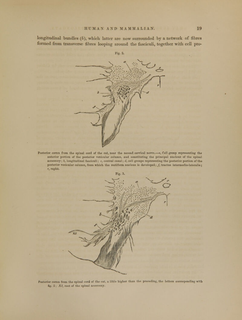 longitudinal bundles (6), which latter are now surrounded by a network of fibres formed from transverse fibres looping around the fasciculi, together with cell pro- Fig. 2. Posterior conm from the spinal cord of the cat, near the second cervical nerve.—a, Cell group representing the anterior portion of the posterior vehicular column, and constituting the principal nucleus of the spinal accessory; 6, longitudinal fasciculi; c, central canal; d, cell groups representing the posterior portion of the posterior vesicular column, from which the restiform nucleus is developed; /, tractus intermedio-lateralis; r, raphe. Fig. 3. Posterior cornu from the spinal cord of the cat, a little higher than the preceding, the letters corrseponding with fig. 2 ; A'/, root of the spinal accessory.